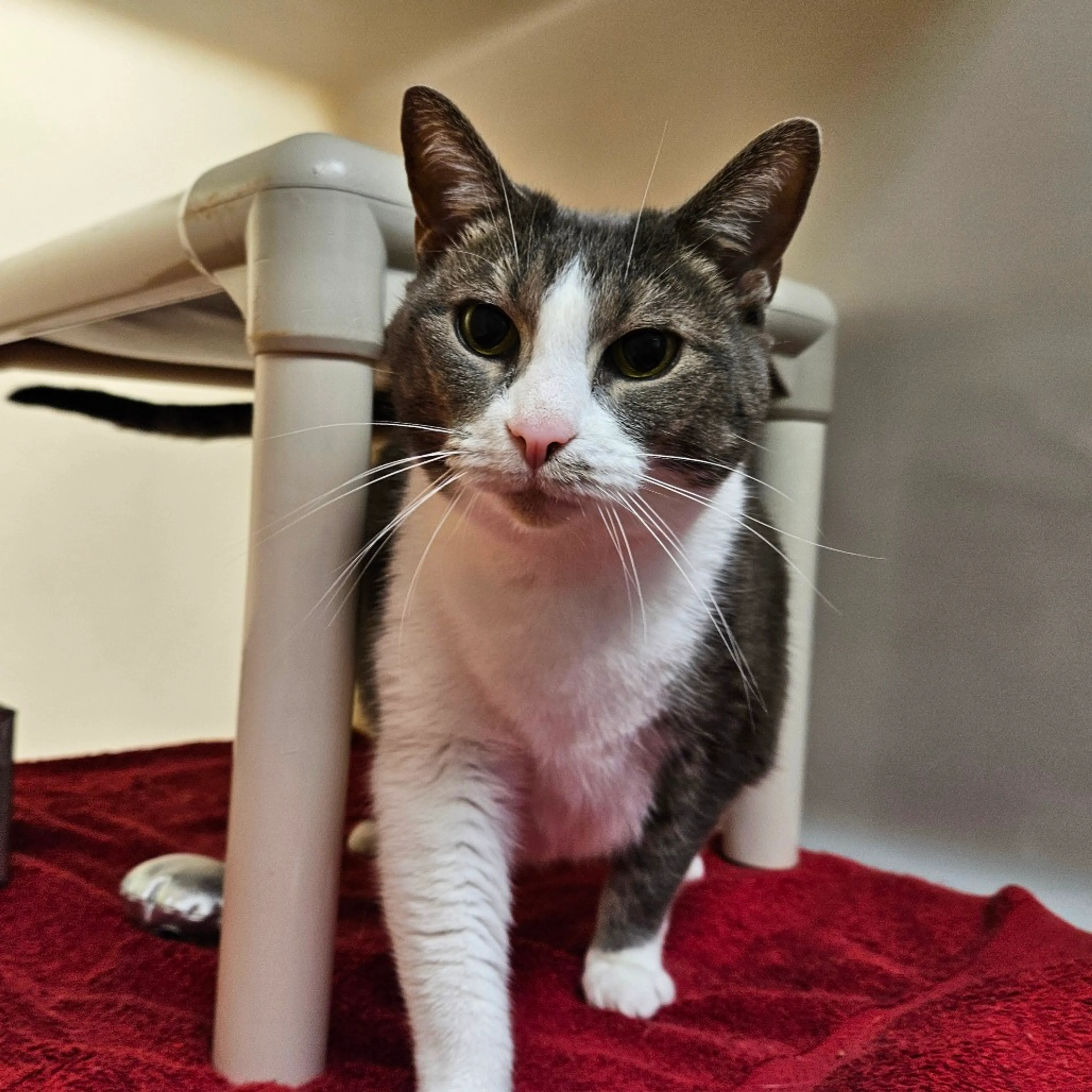 Found pet-4