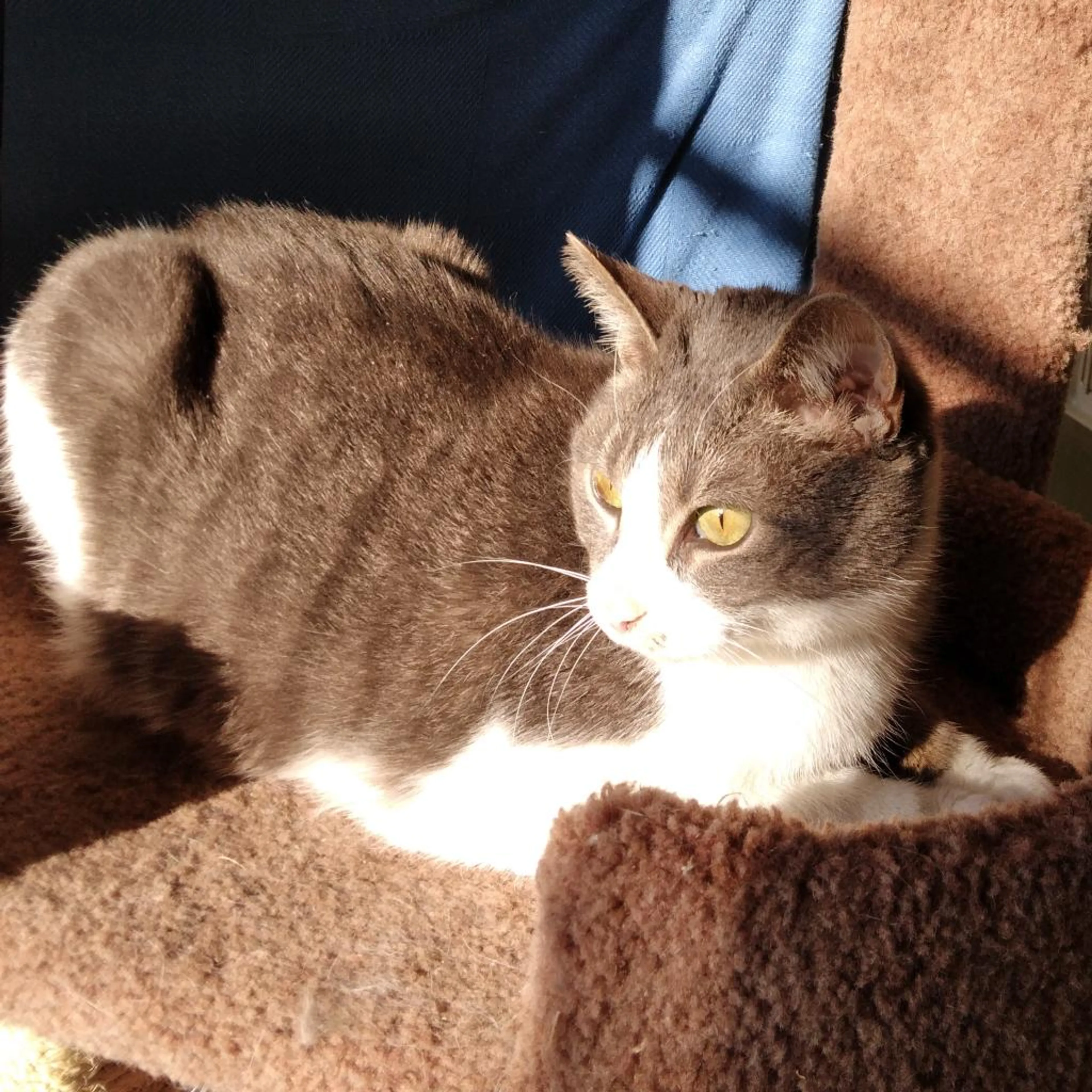 Found pet-1