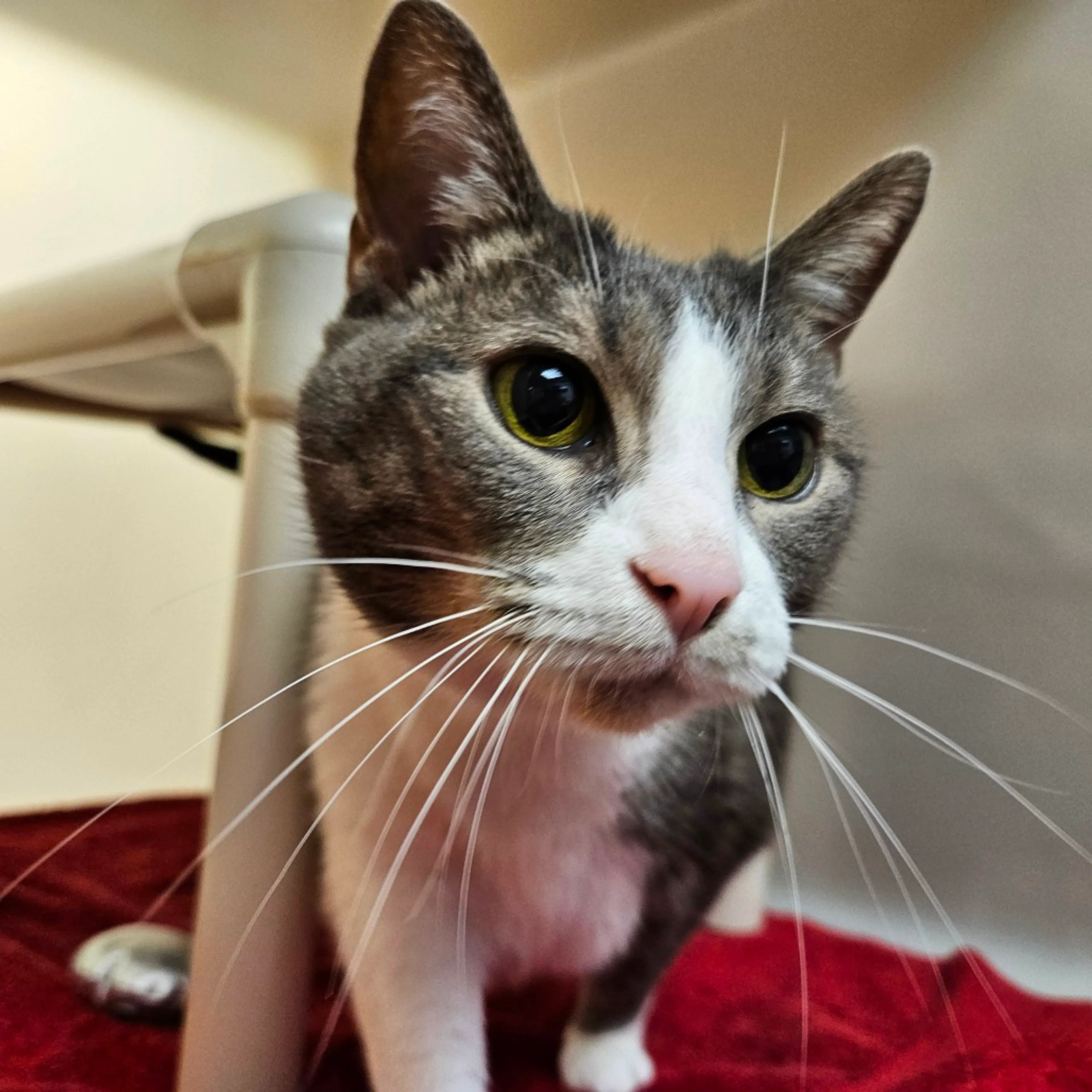 Found pet-3