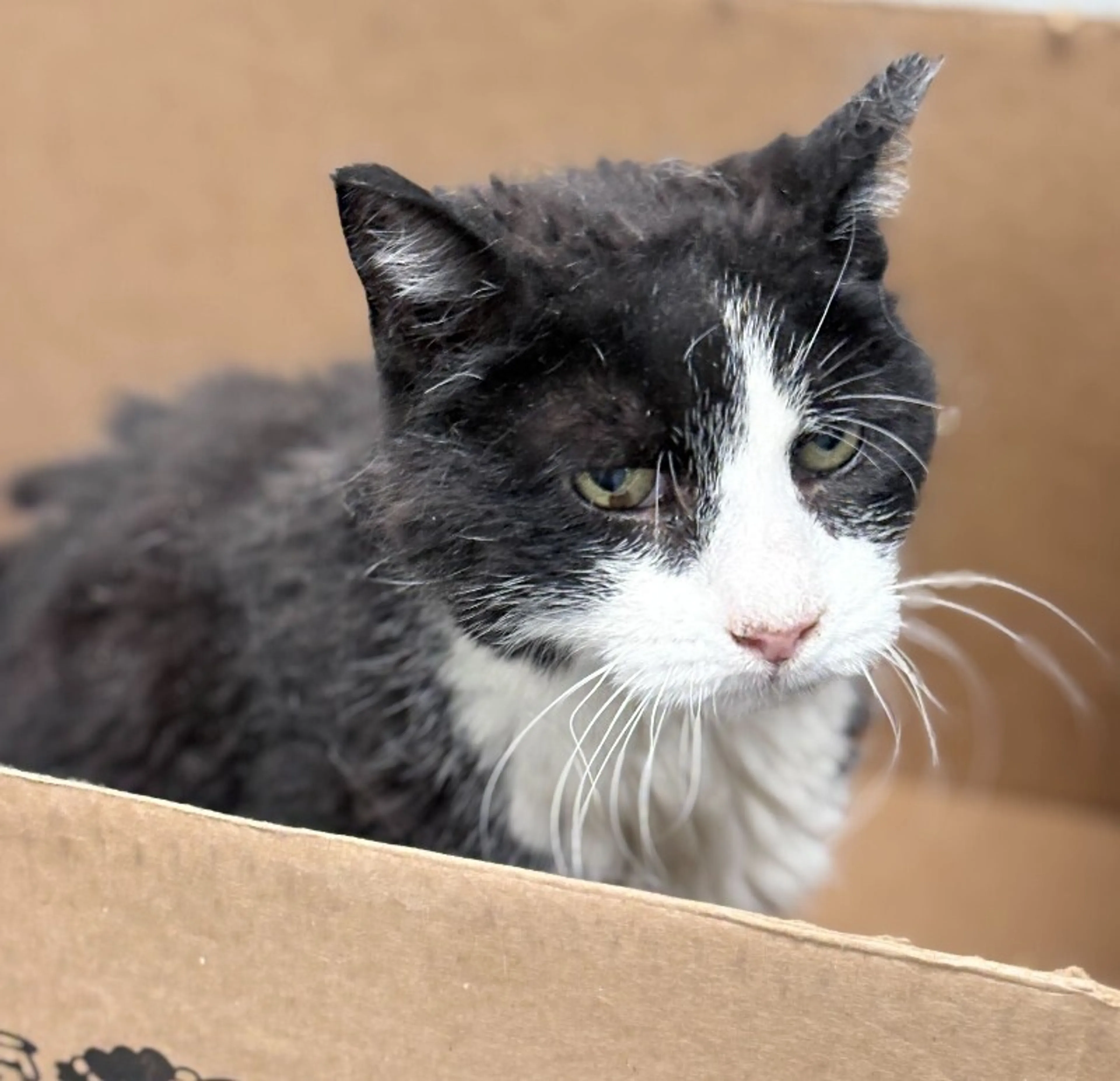 Found pet-1