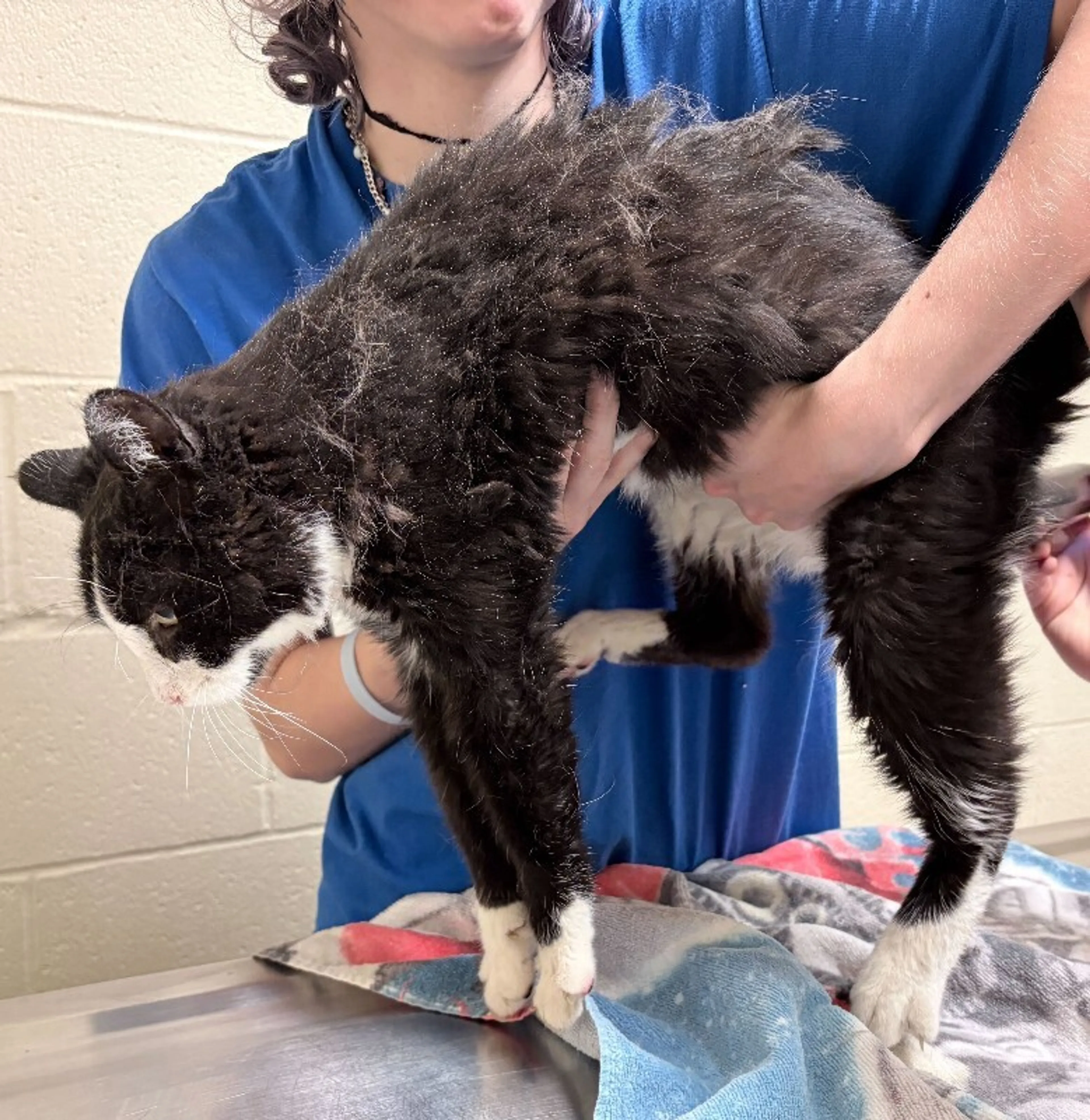 Found pet-2