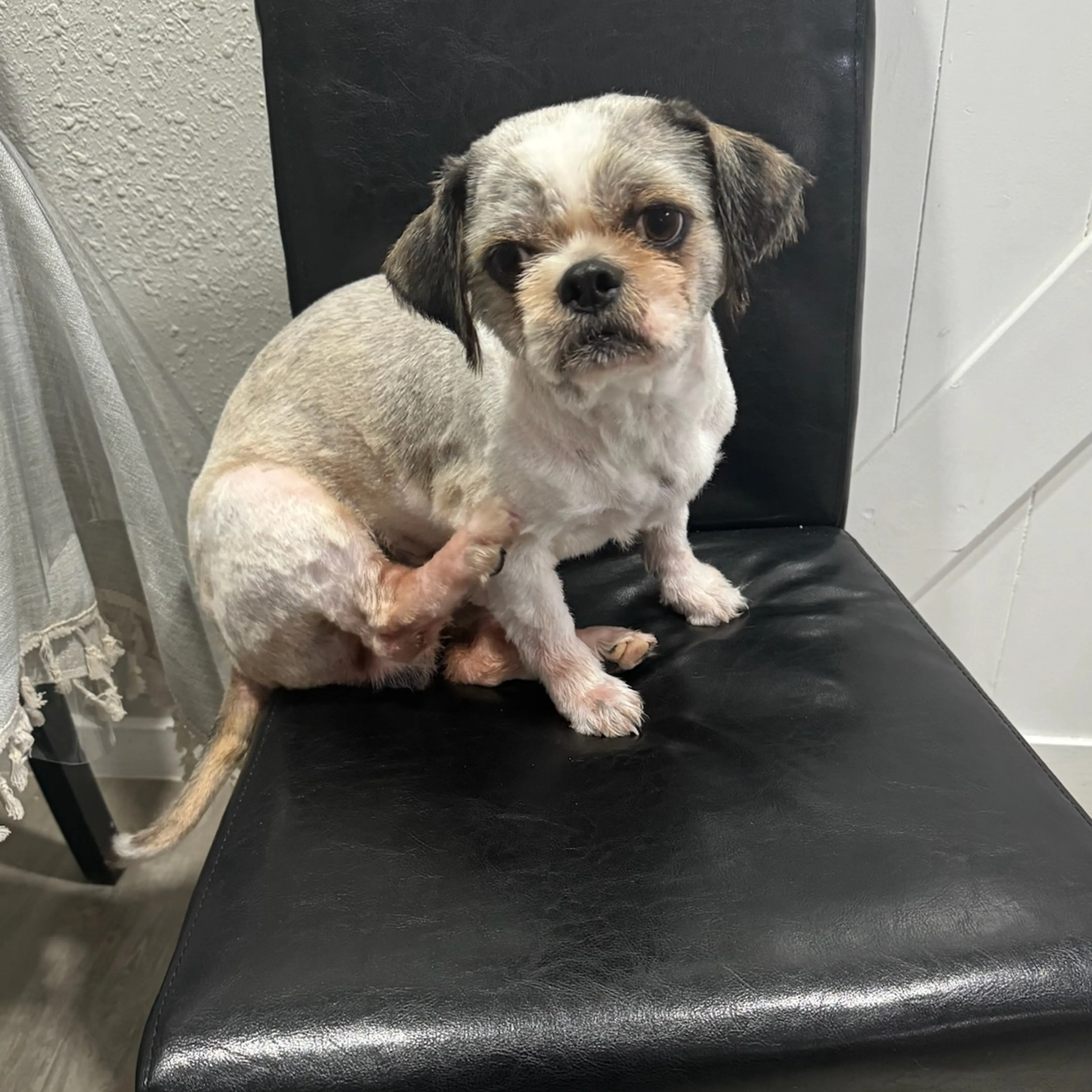 Lost pet-1
