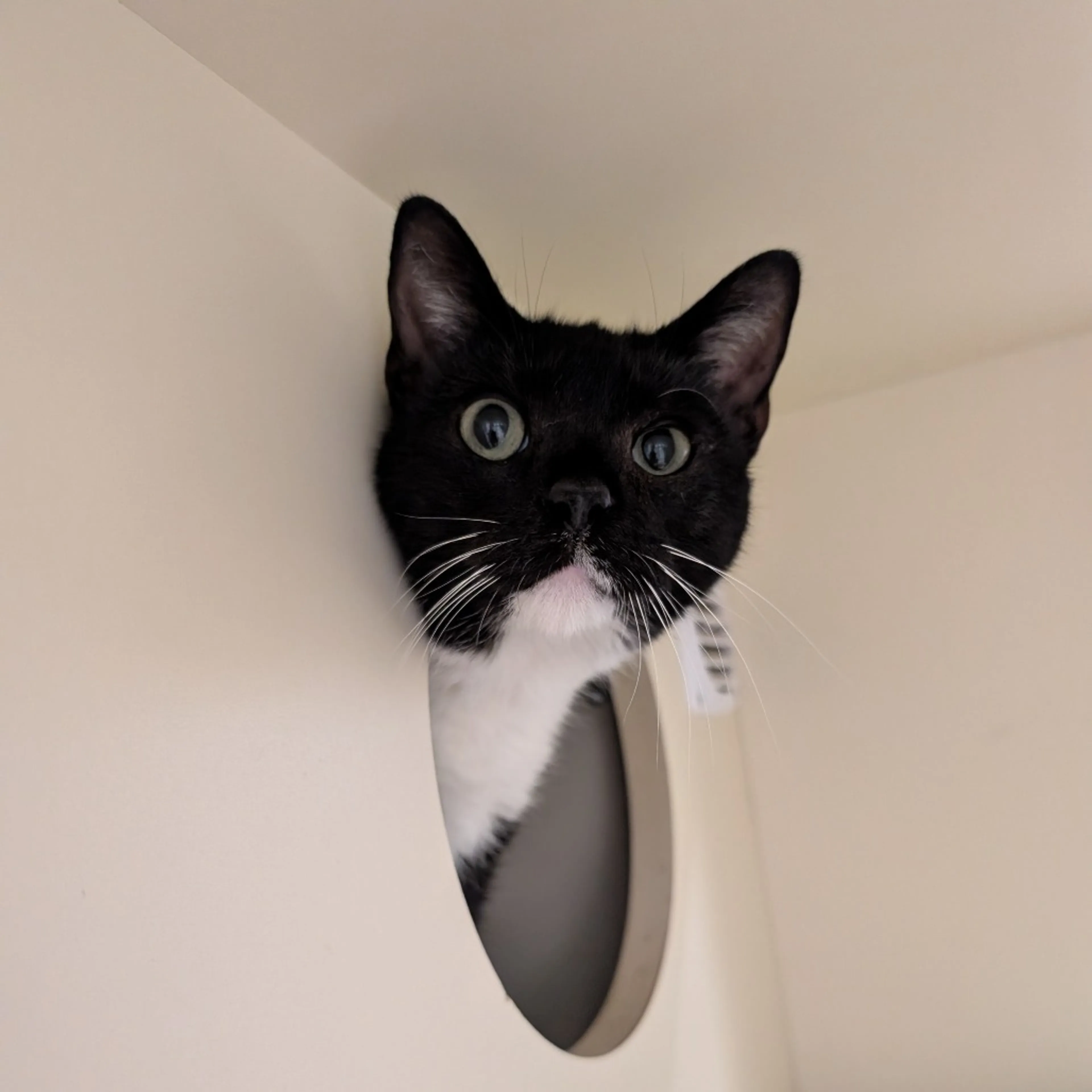 Found pet-5