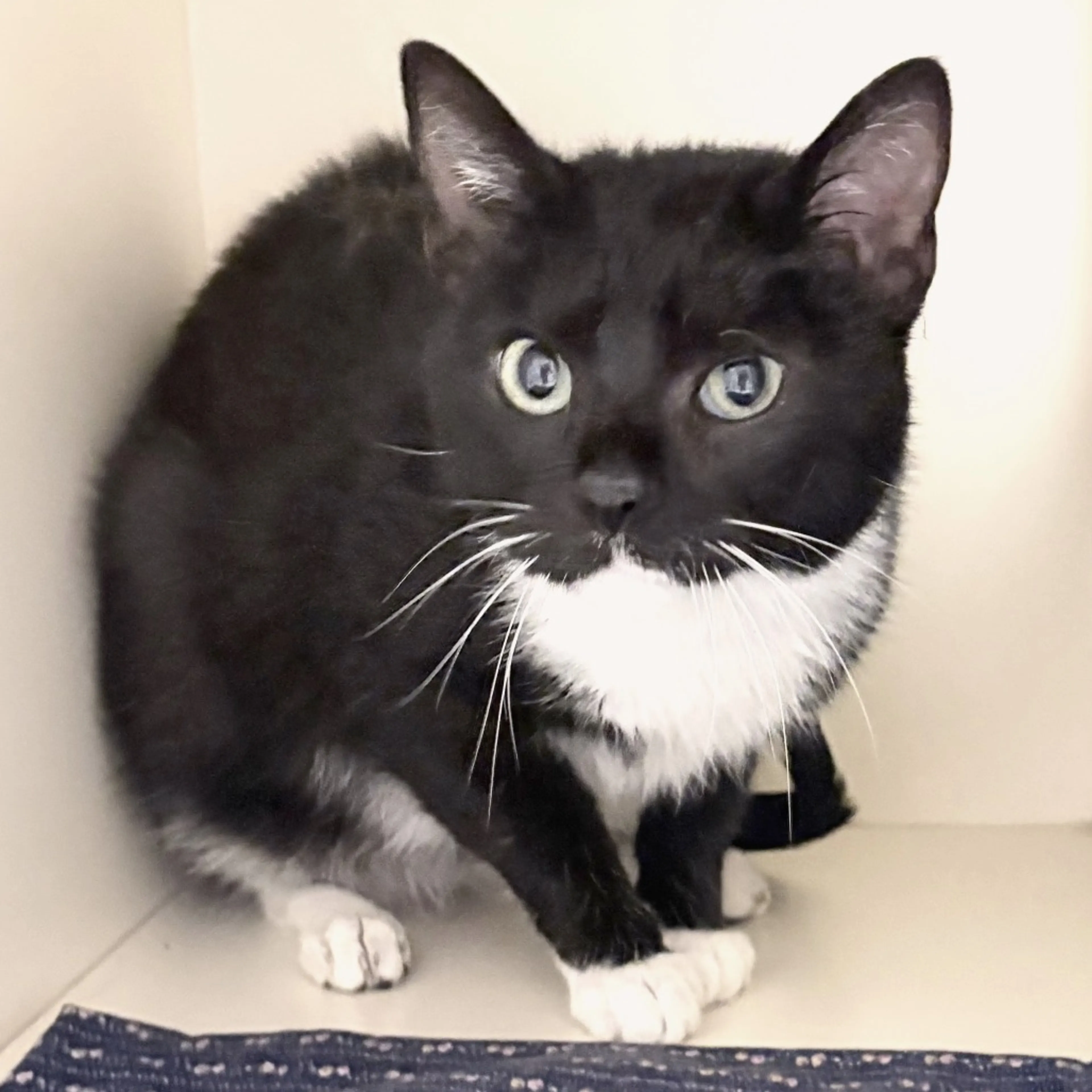Found pet-2