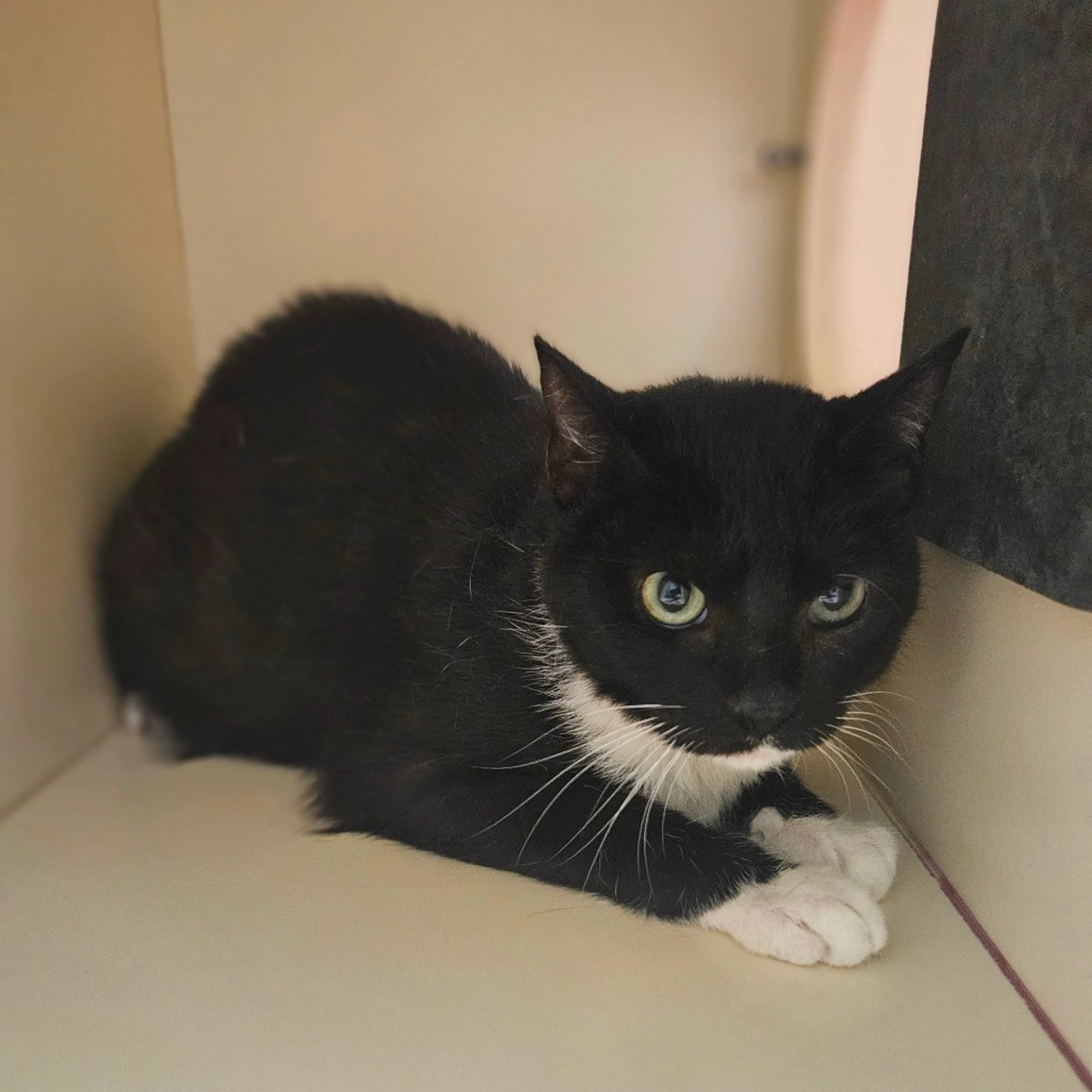Found pet-1