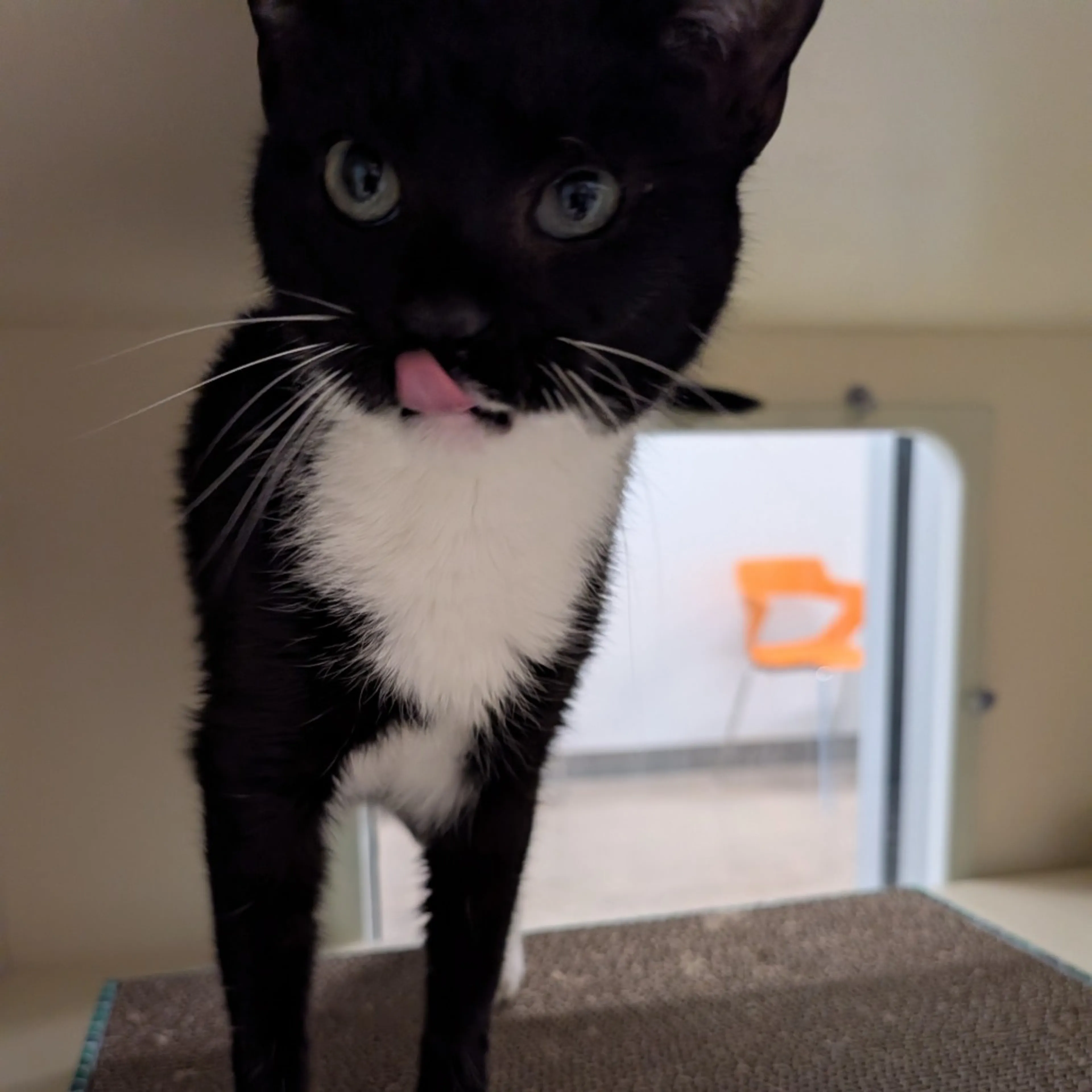 Found pet-4