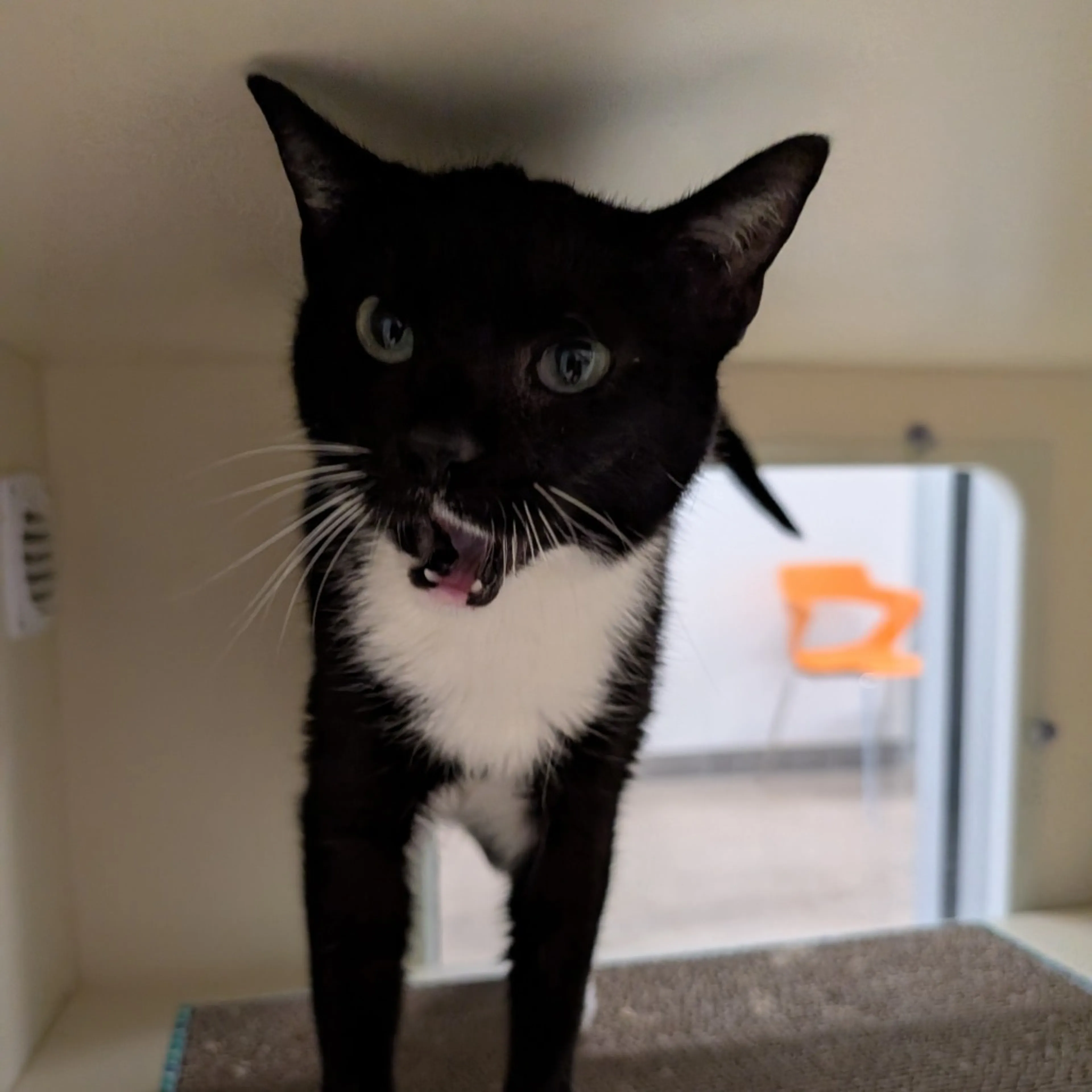 Found pet-3
