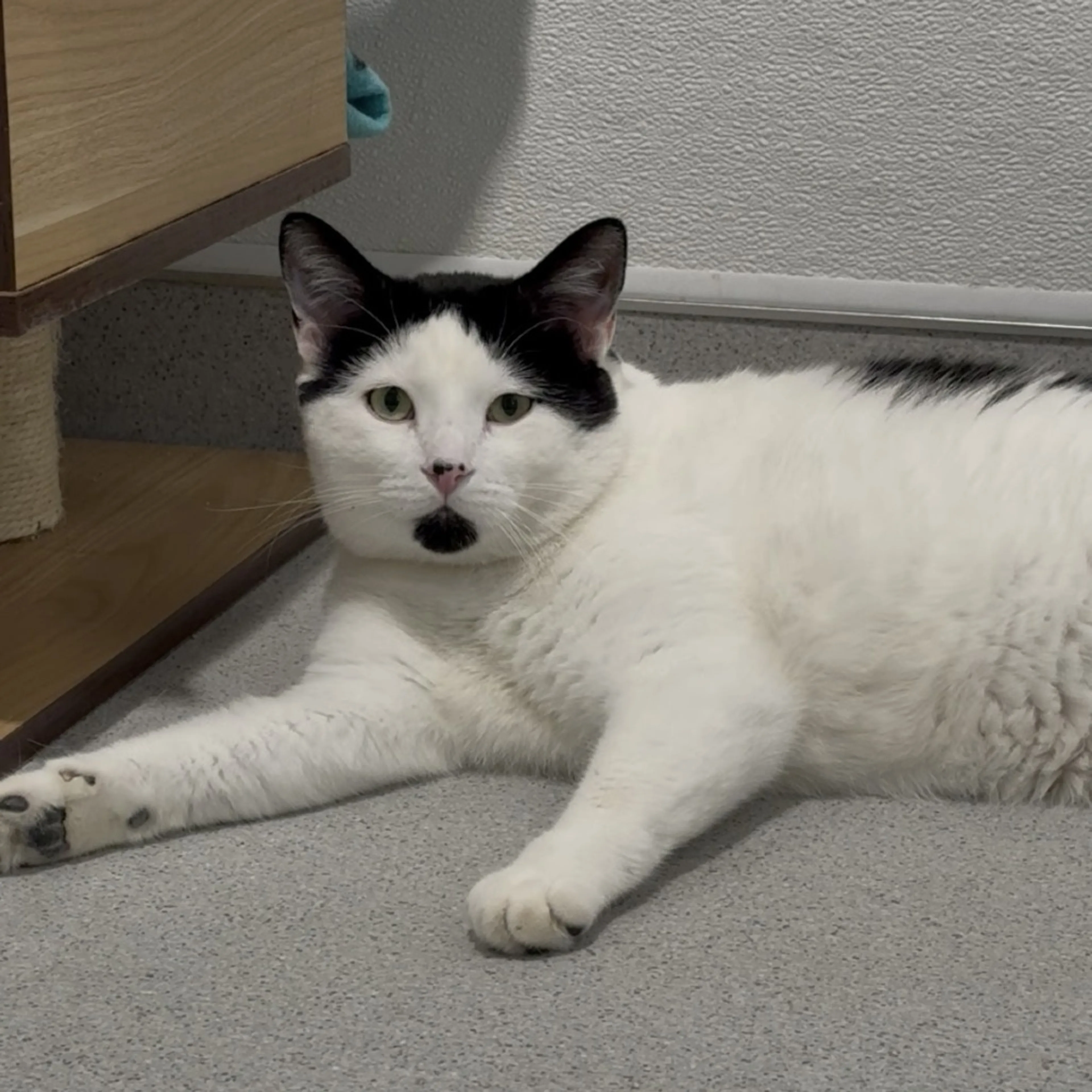 Found pet-4