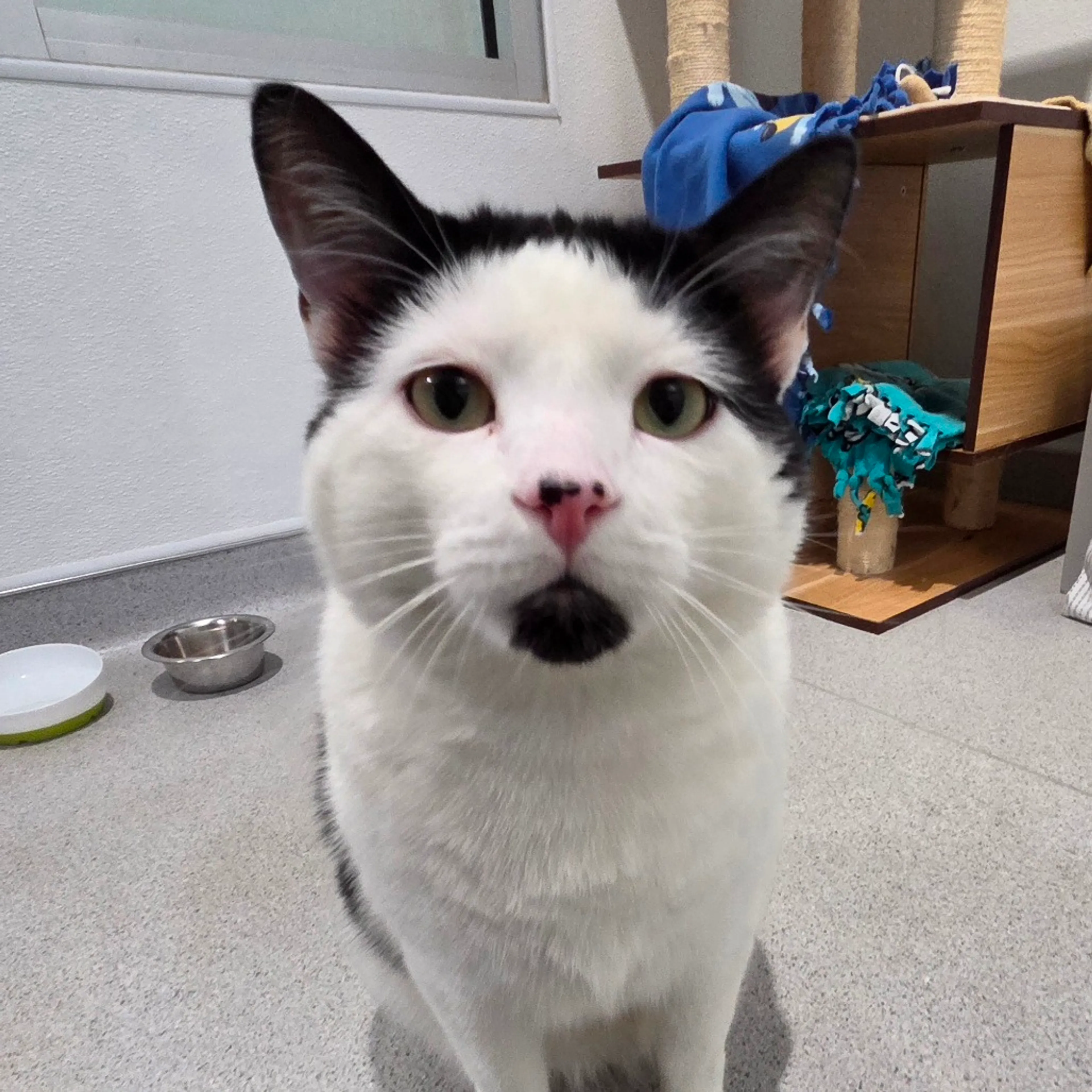 Found pet-3