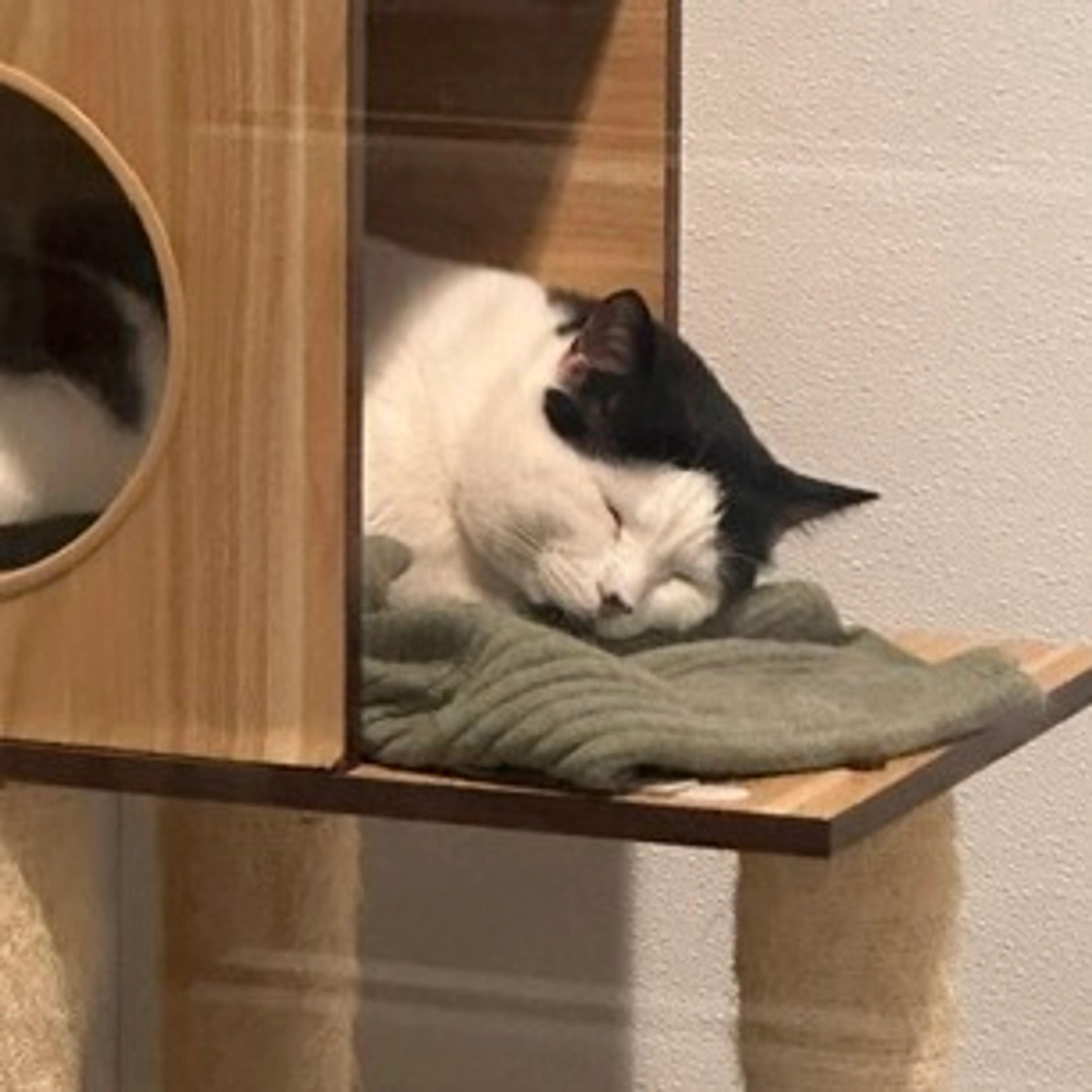 Found pet-5