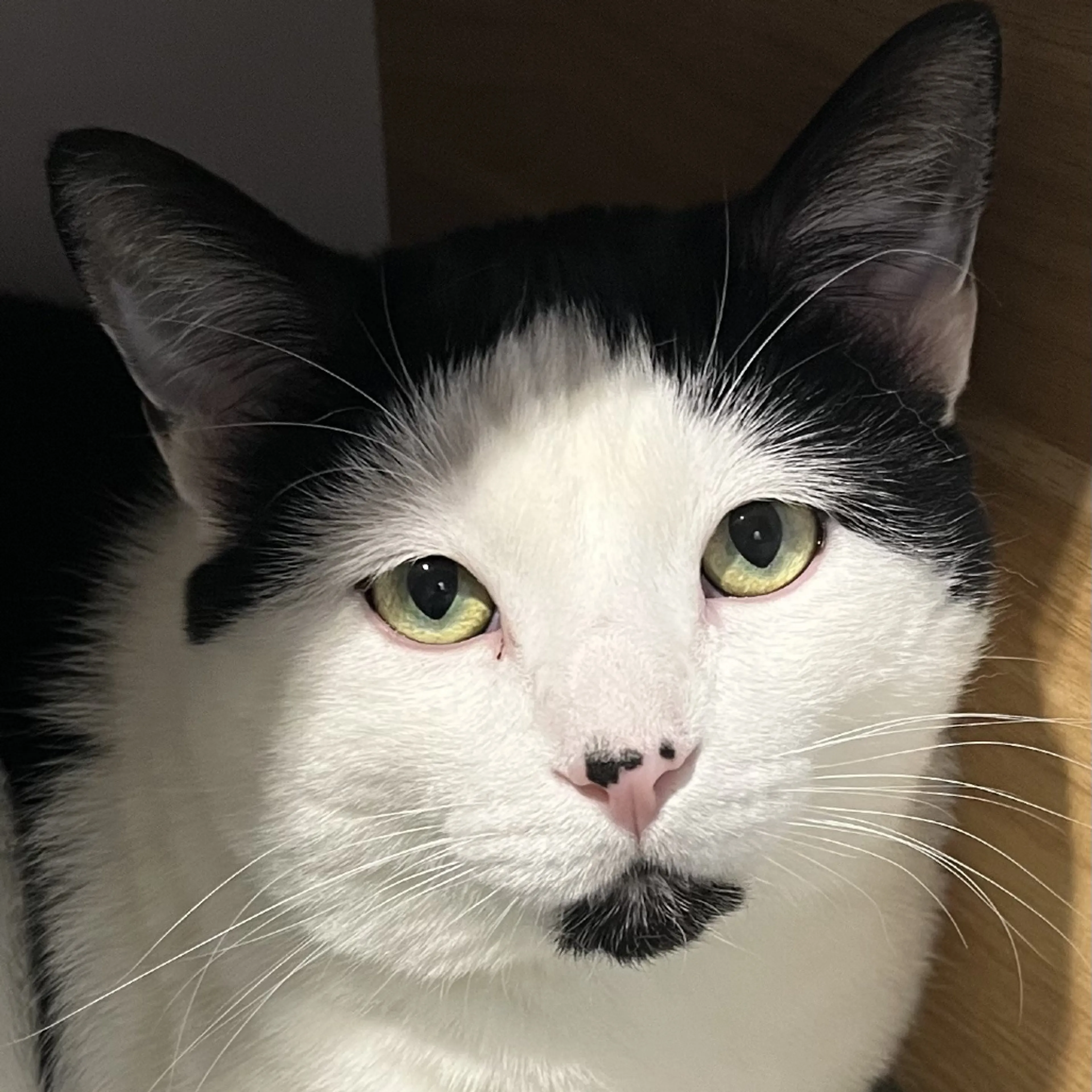 Found pet-2