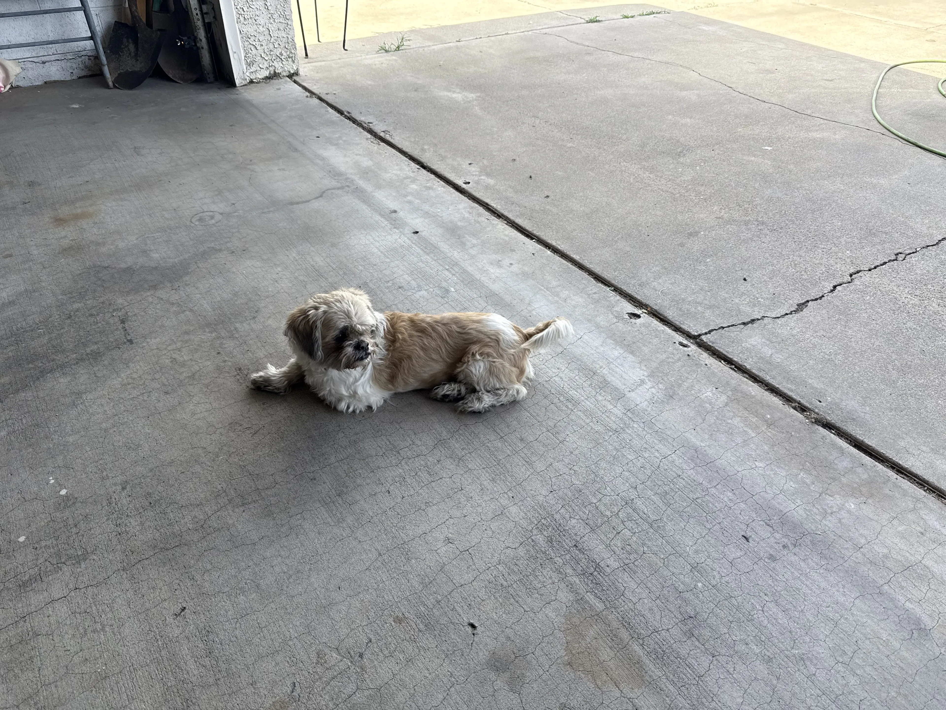 Lost pet-0