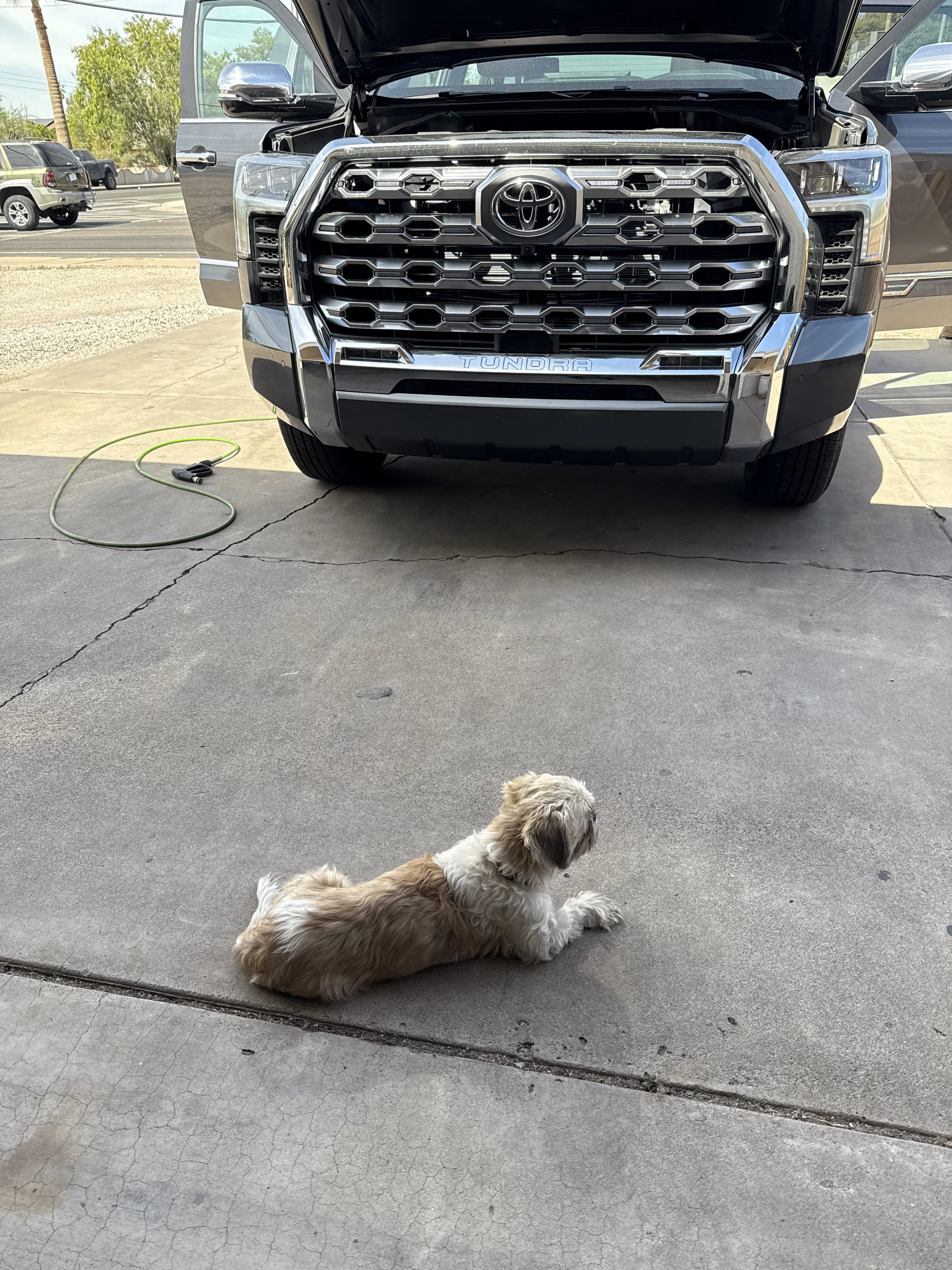 Lost pet-1