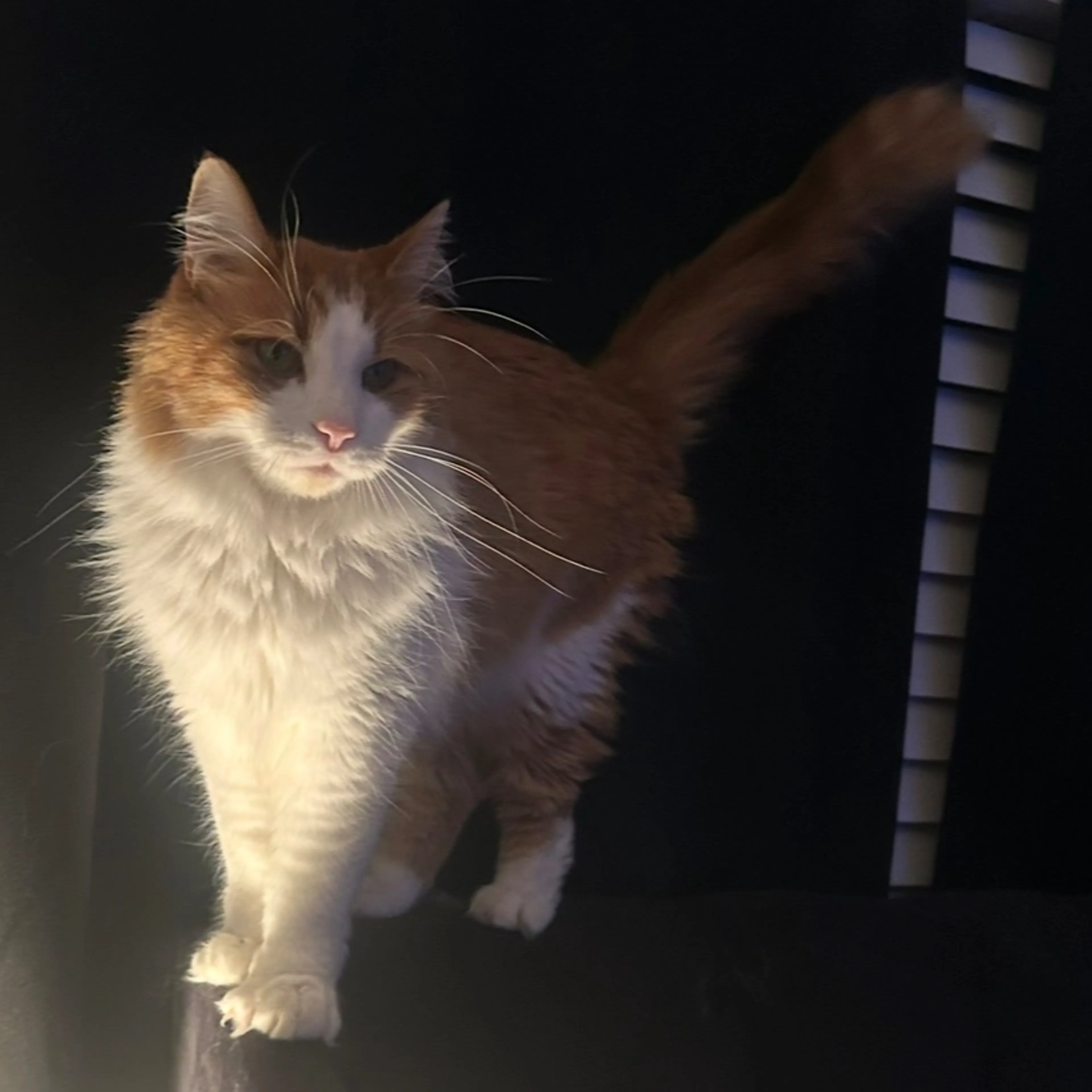 Lost pet-3