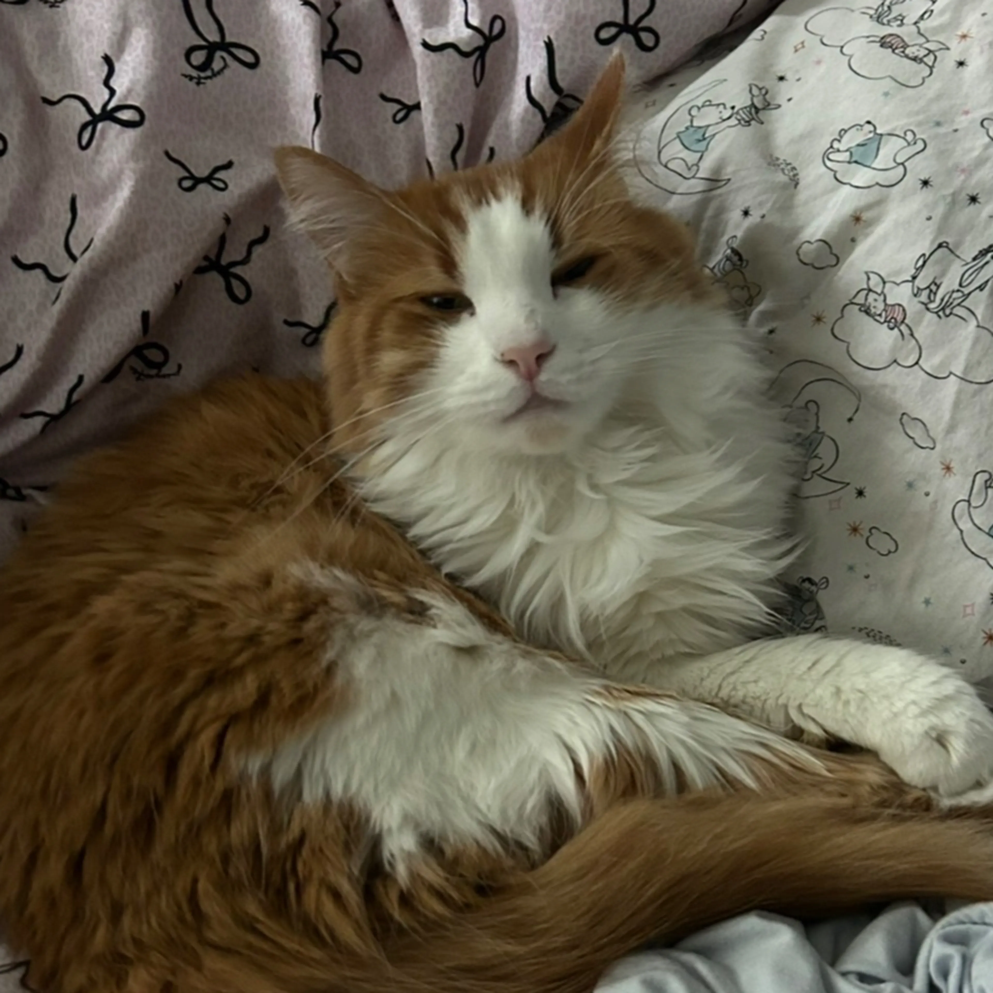 Lost pet-2