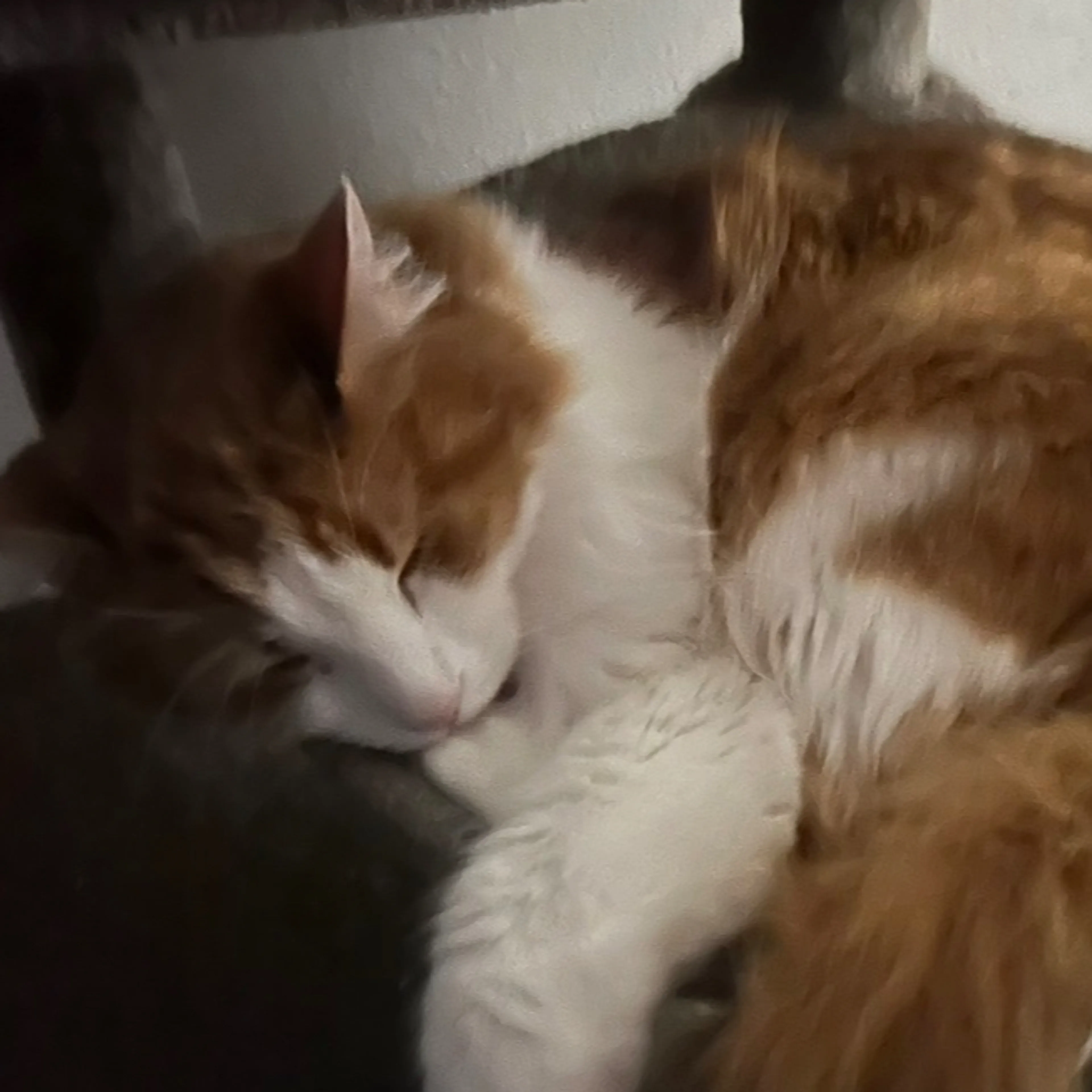 Lost pet-1