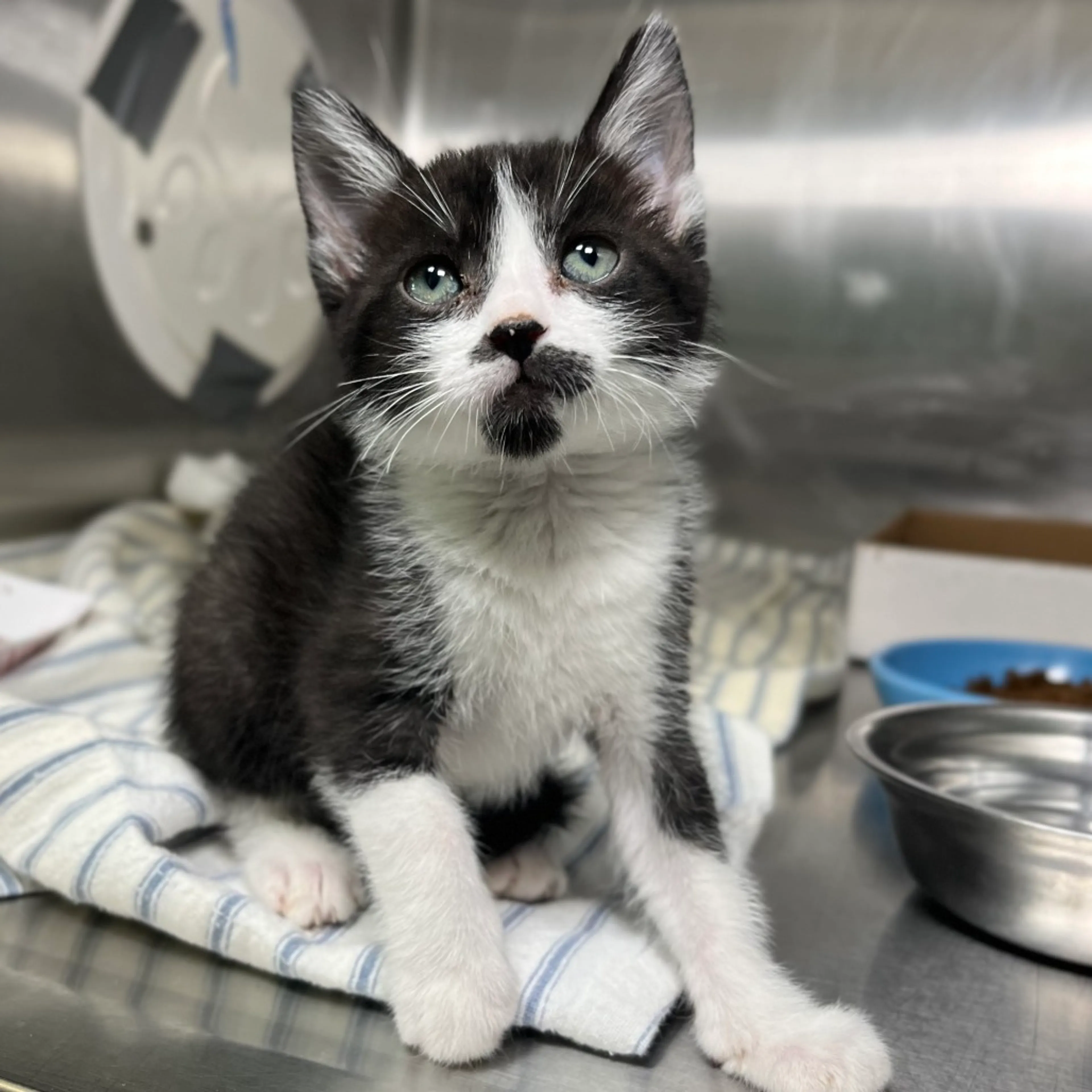 Found pet-1