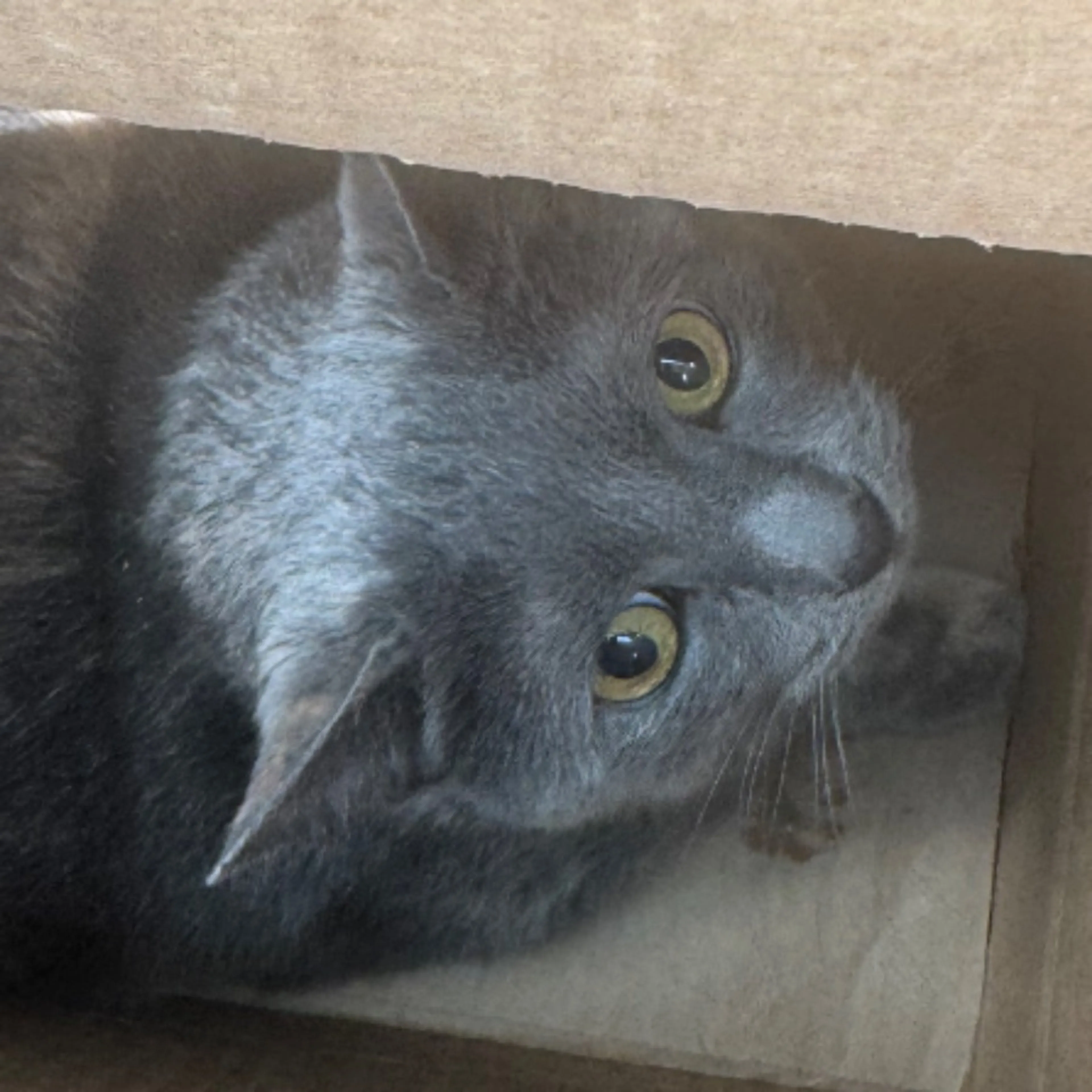 Lost pet