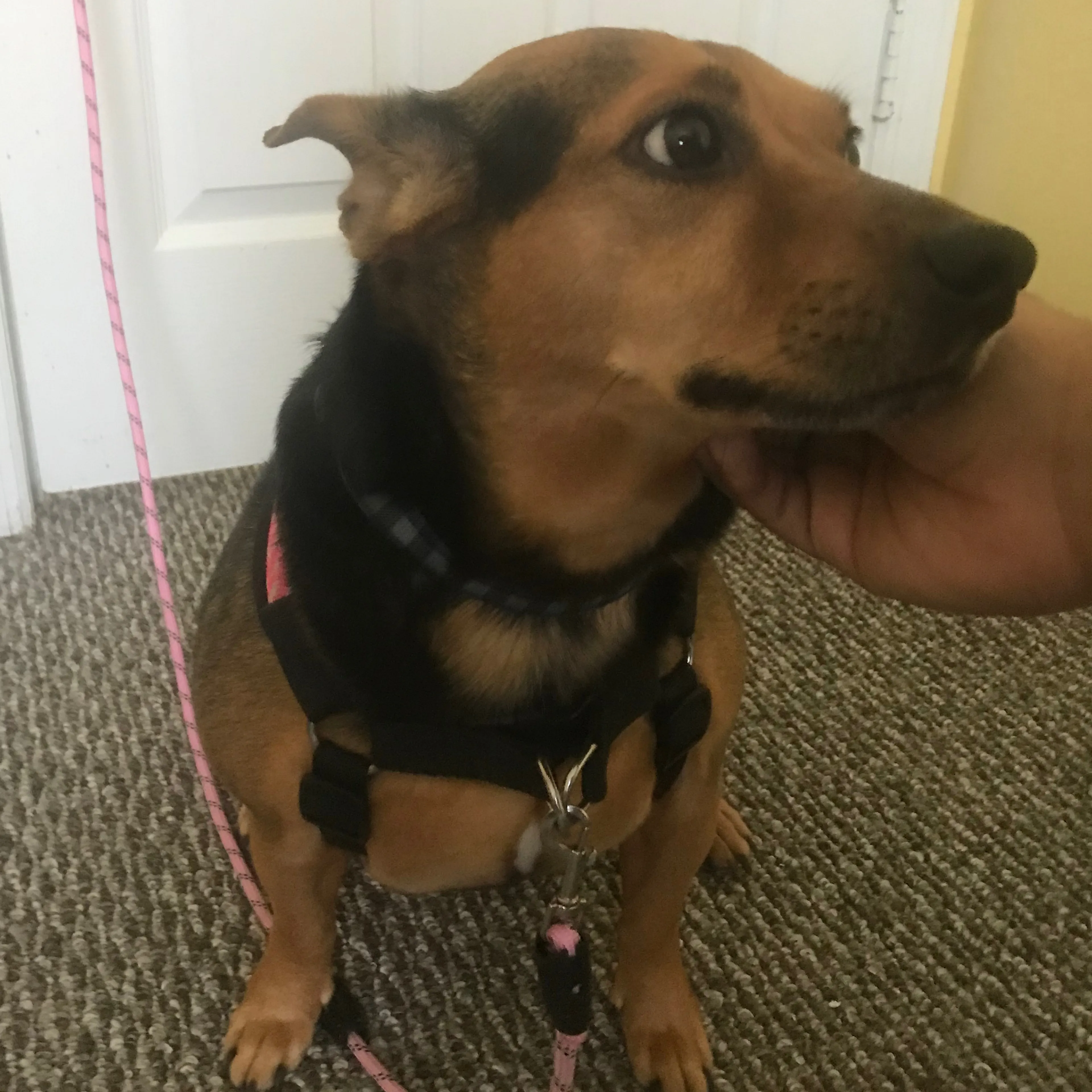 Found pet-1