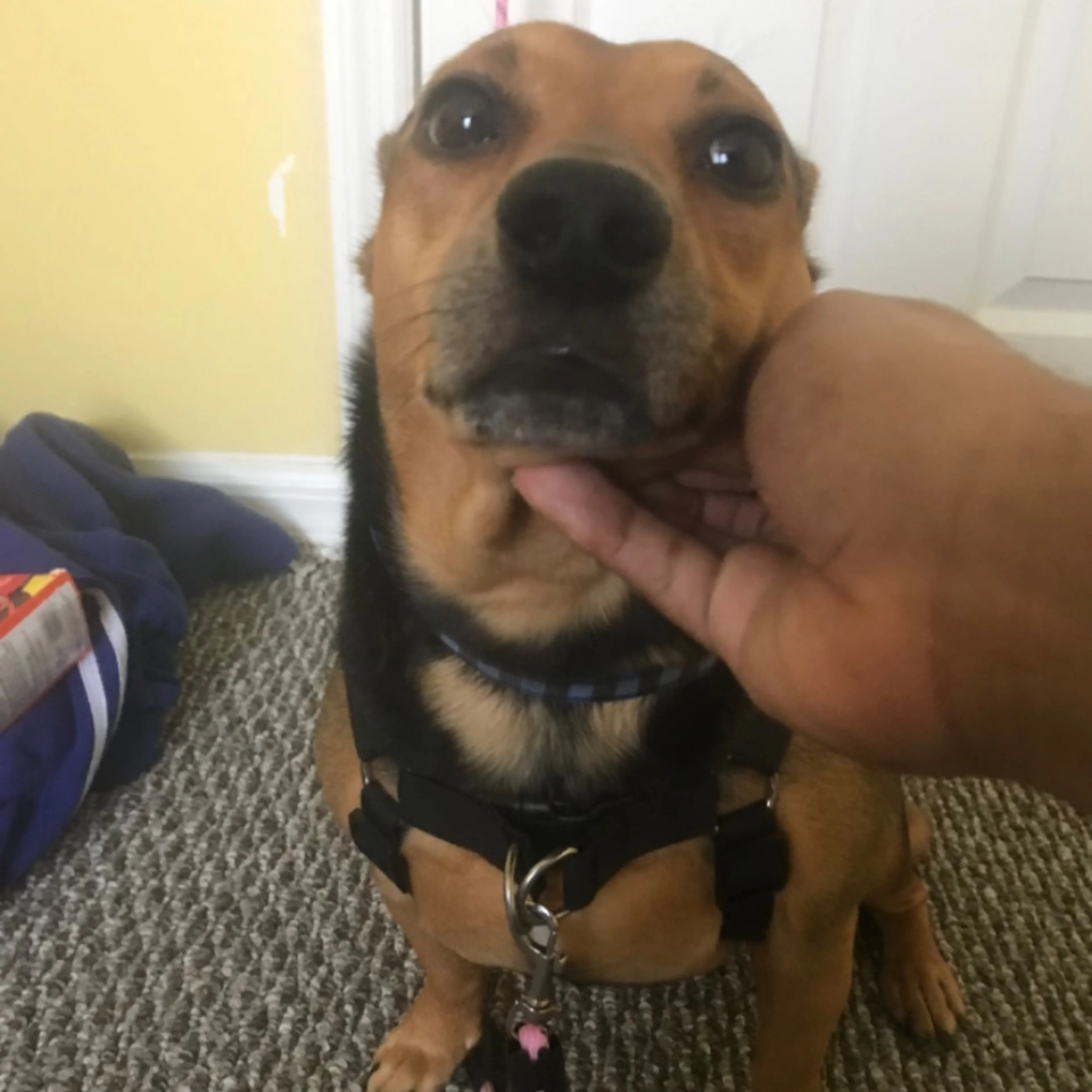 Found pet-0