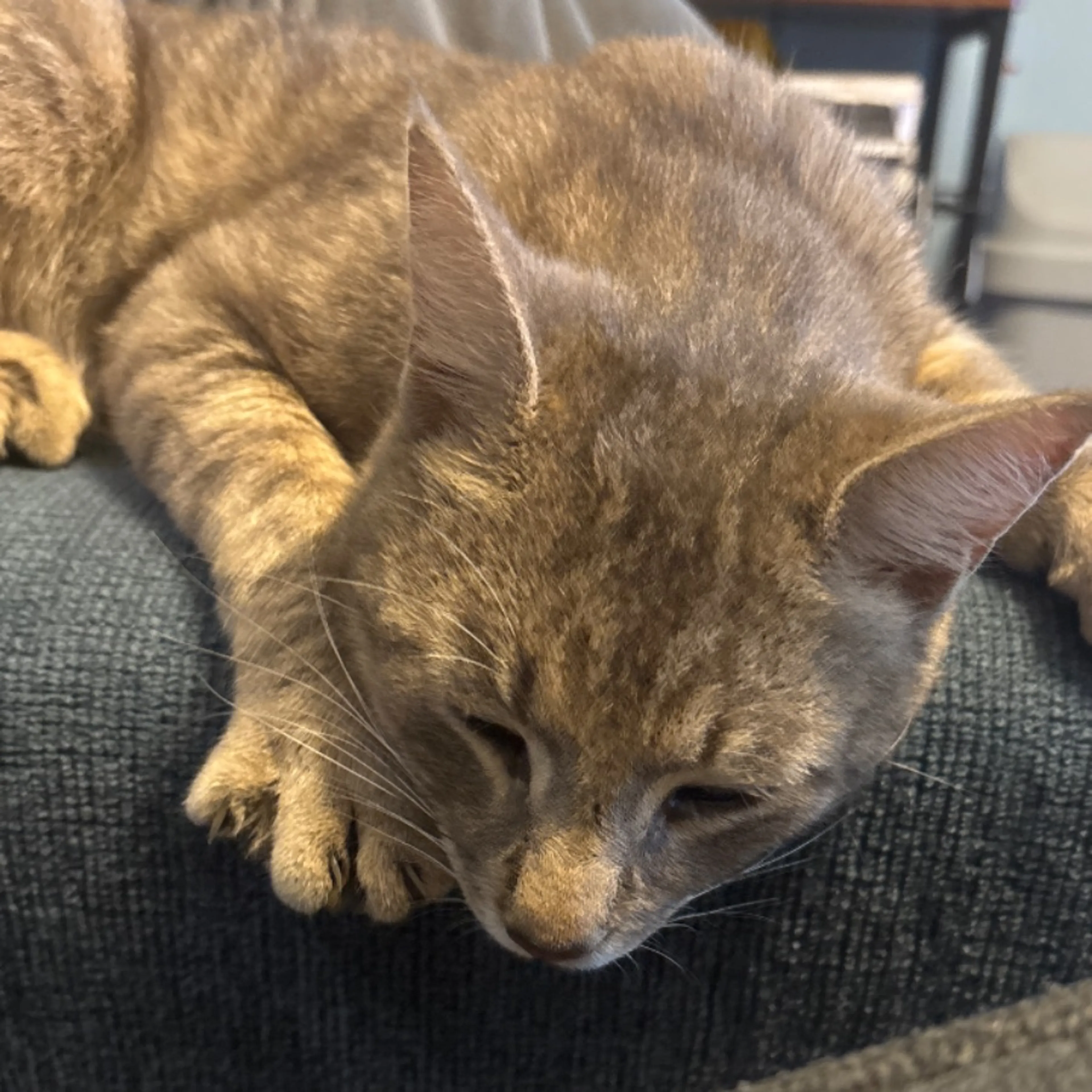 Found pet