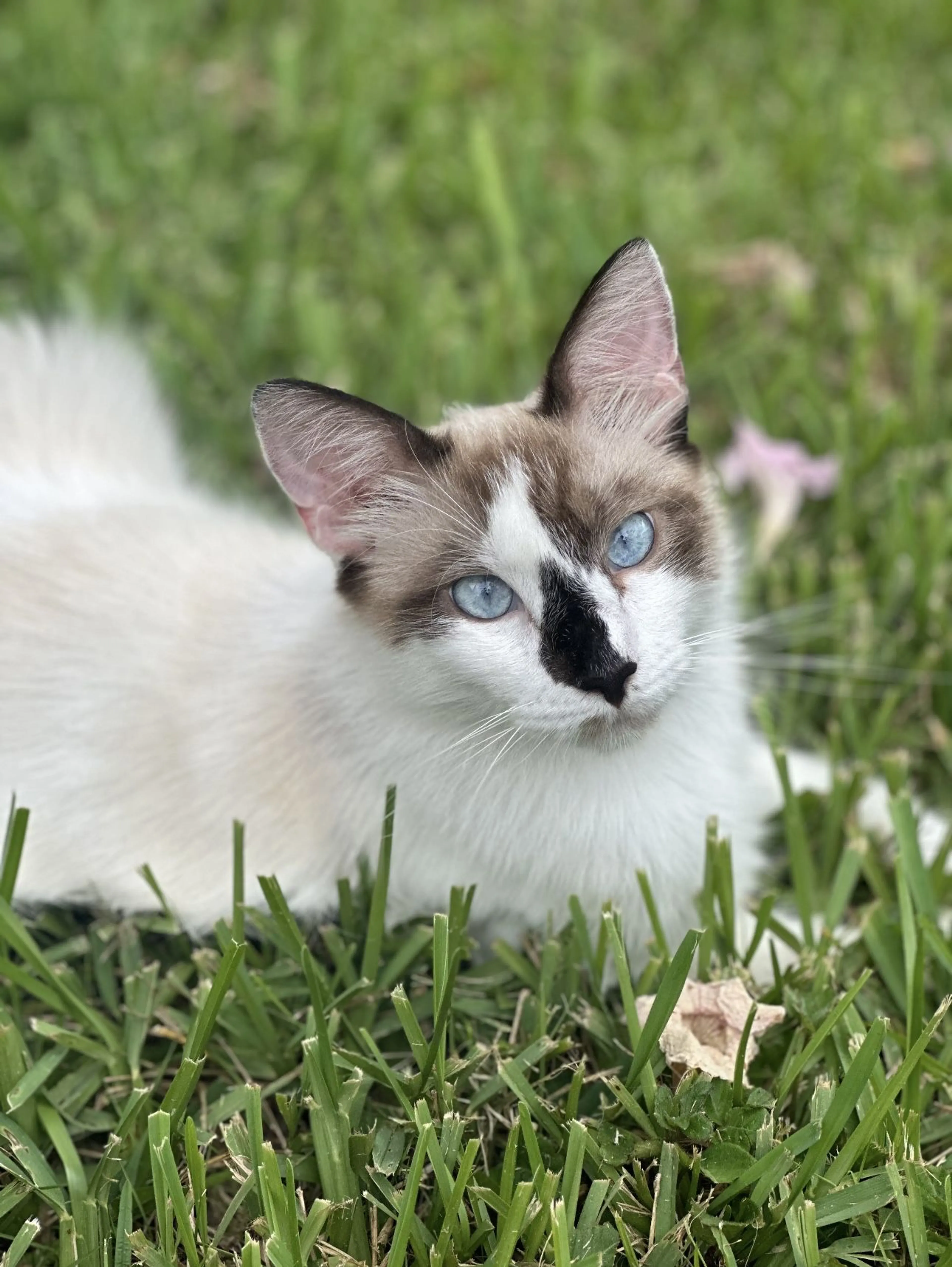 Lost pet