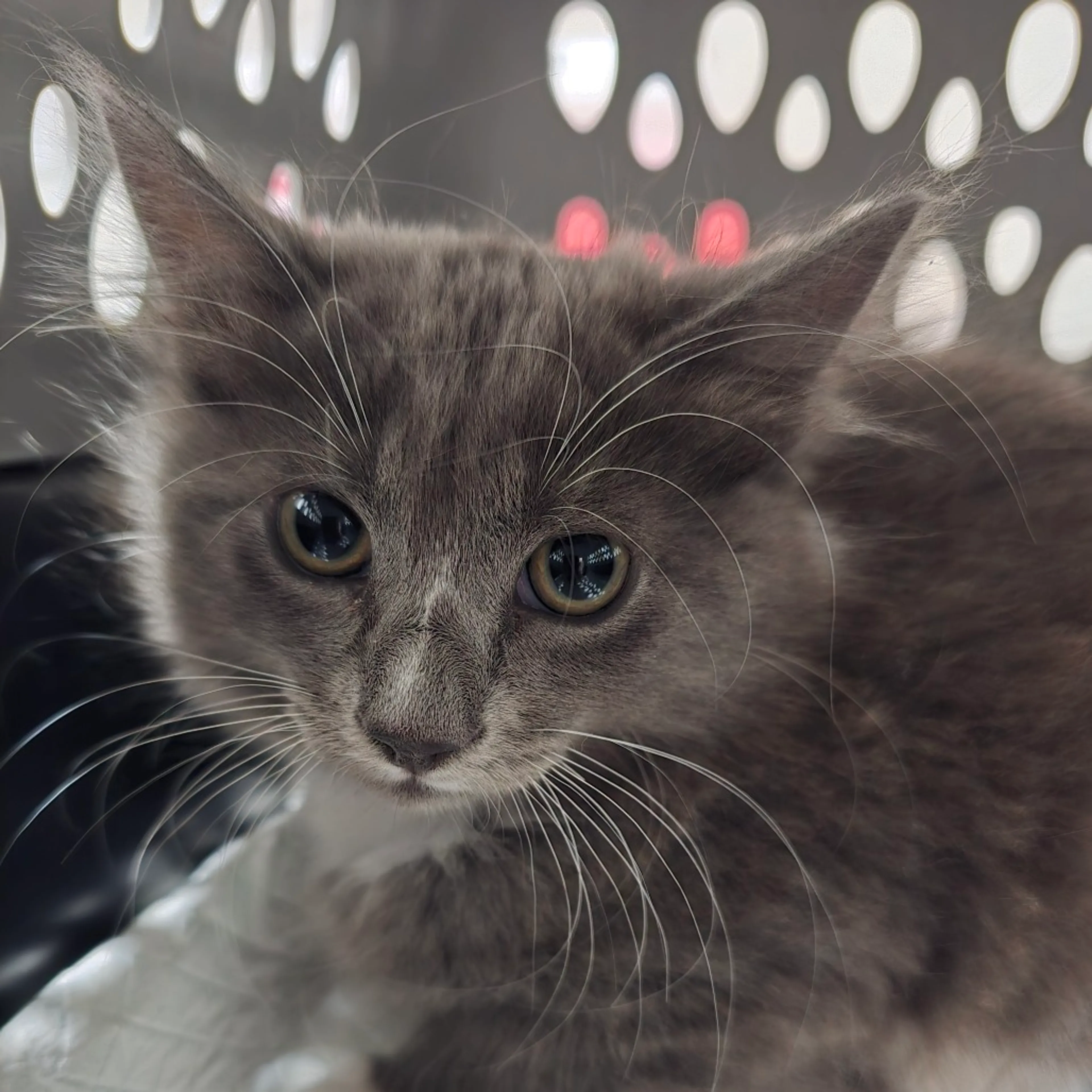 Found pet