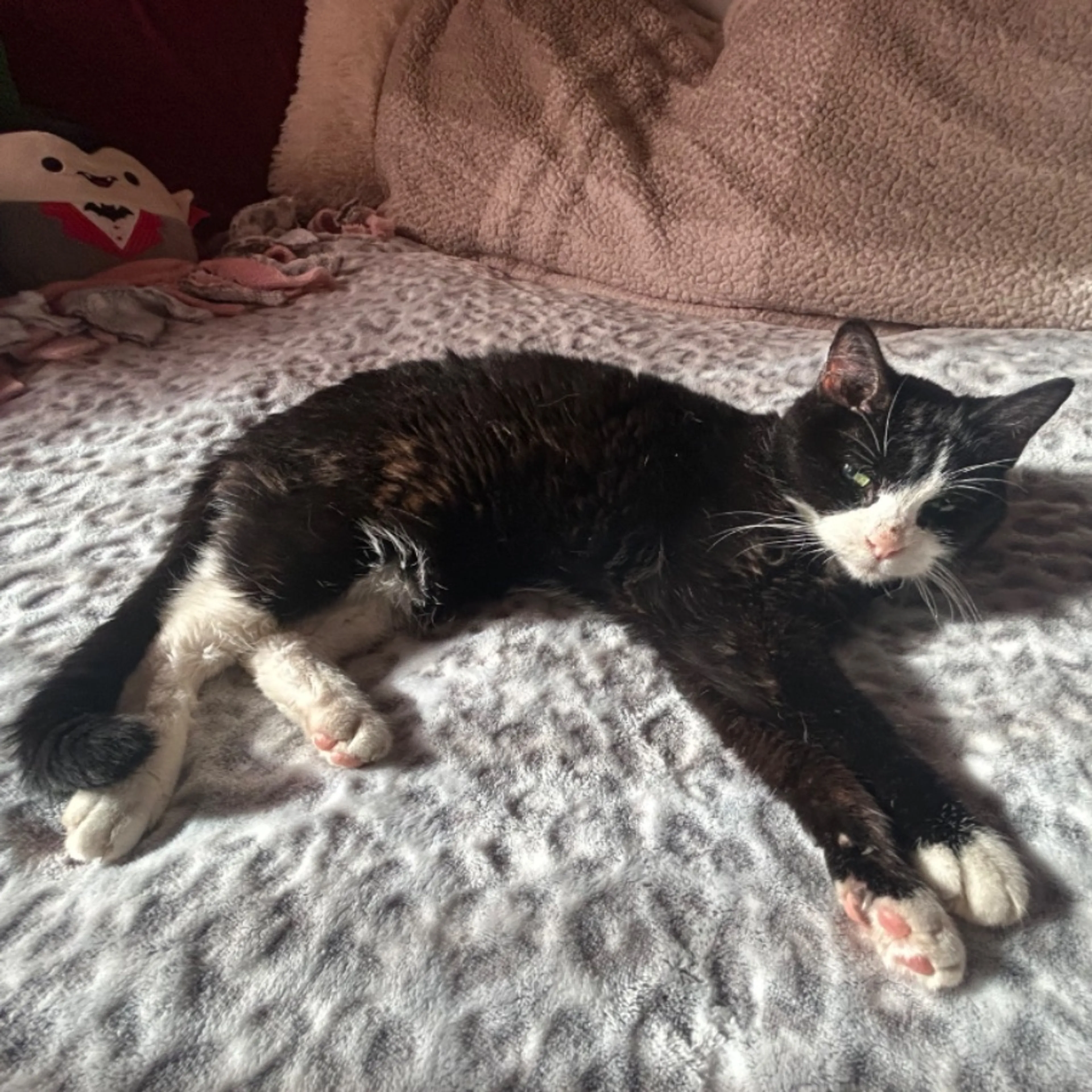 Lost pet