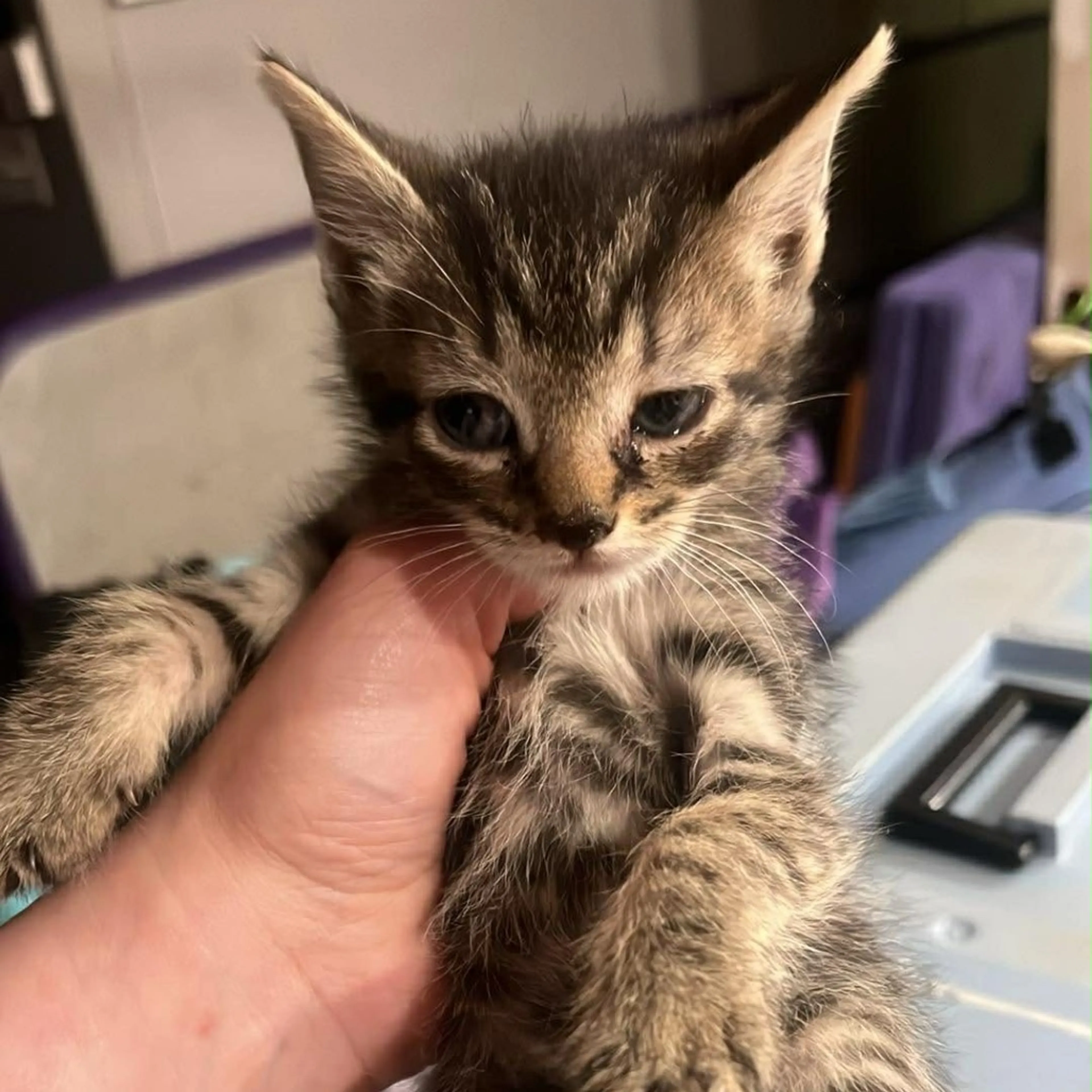 Found pet