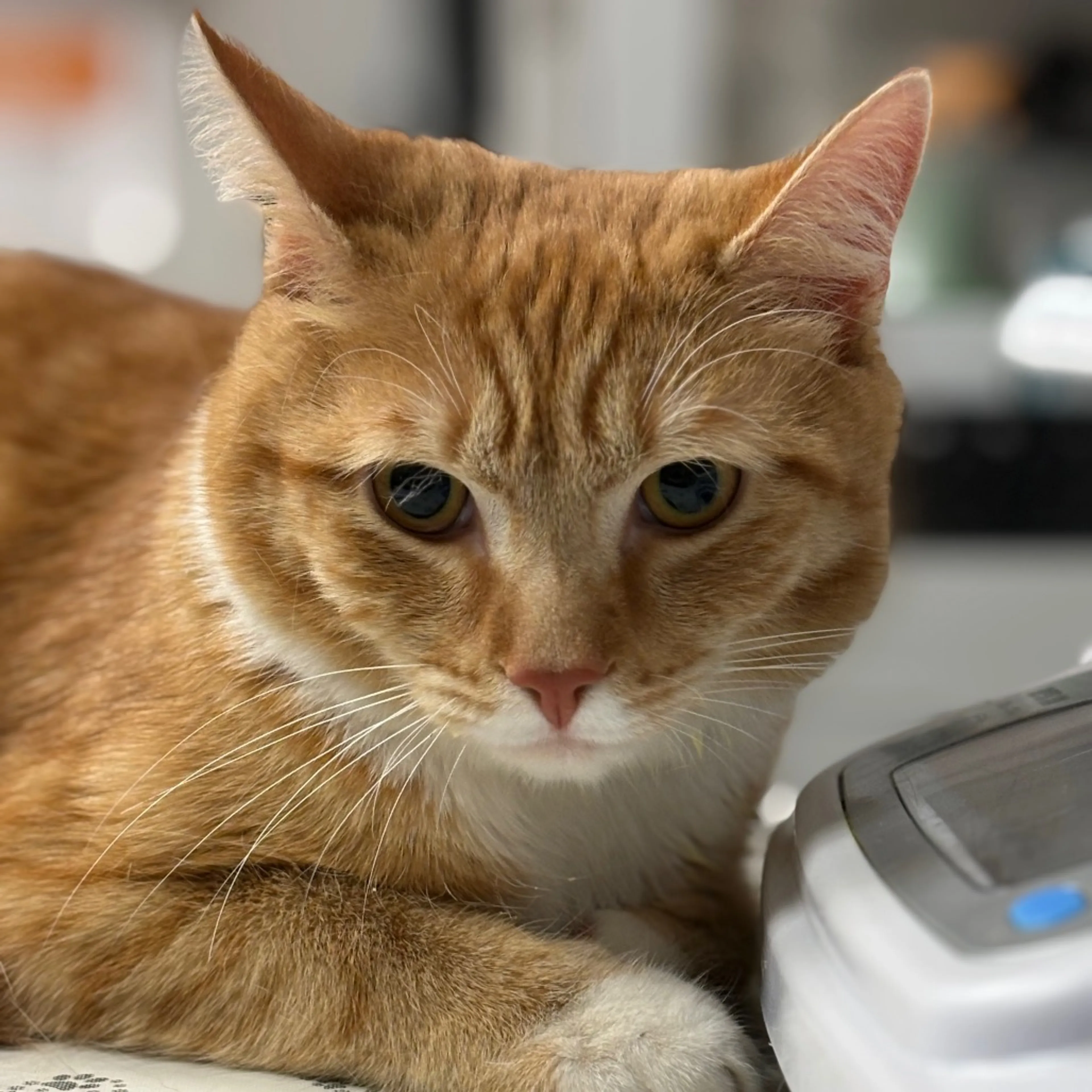 Found pet-1