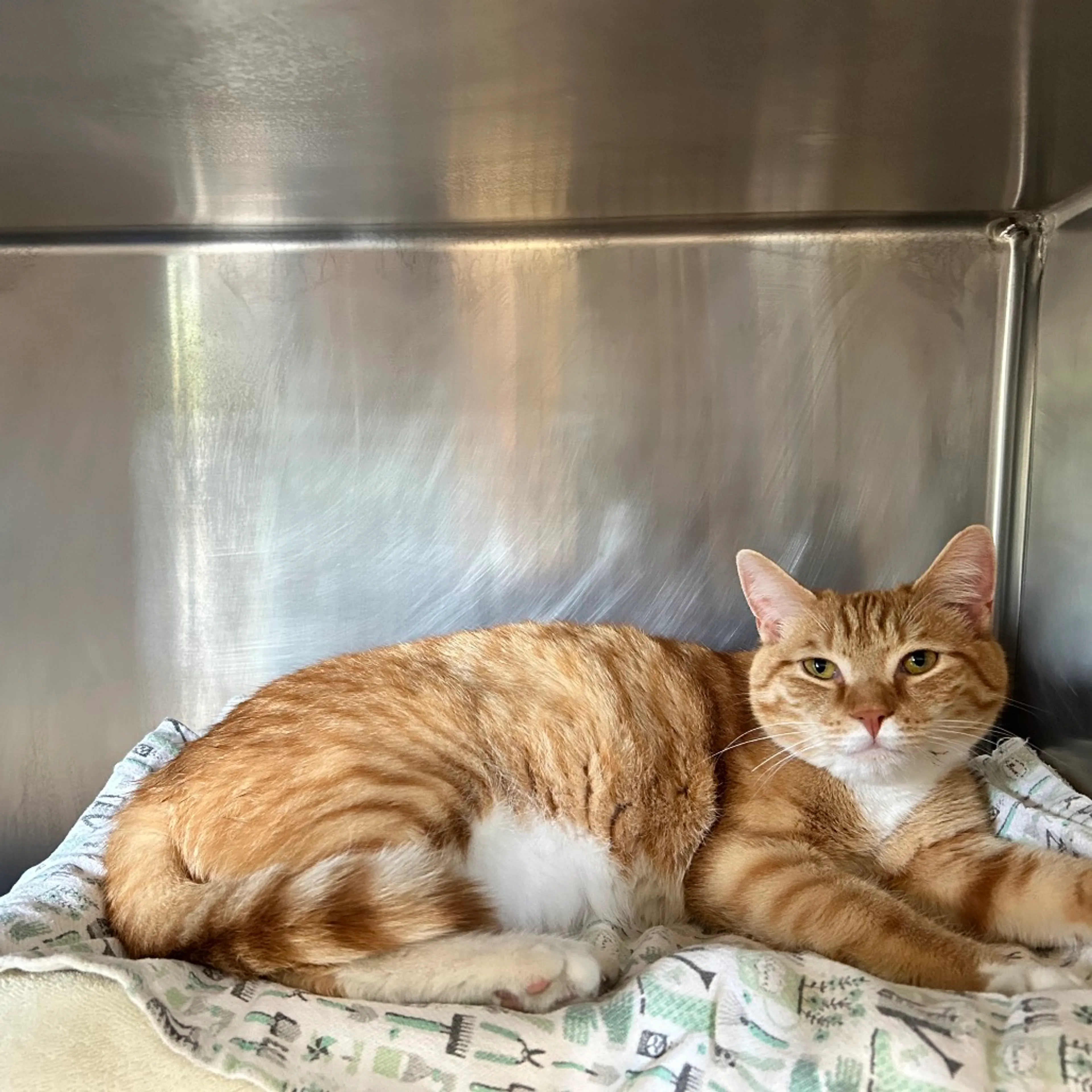 Found pet-3