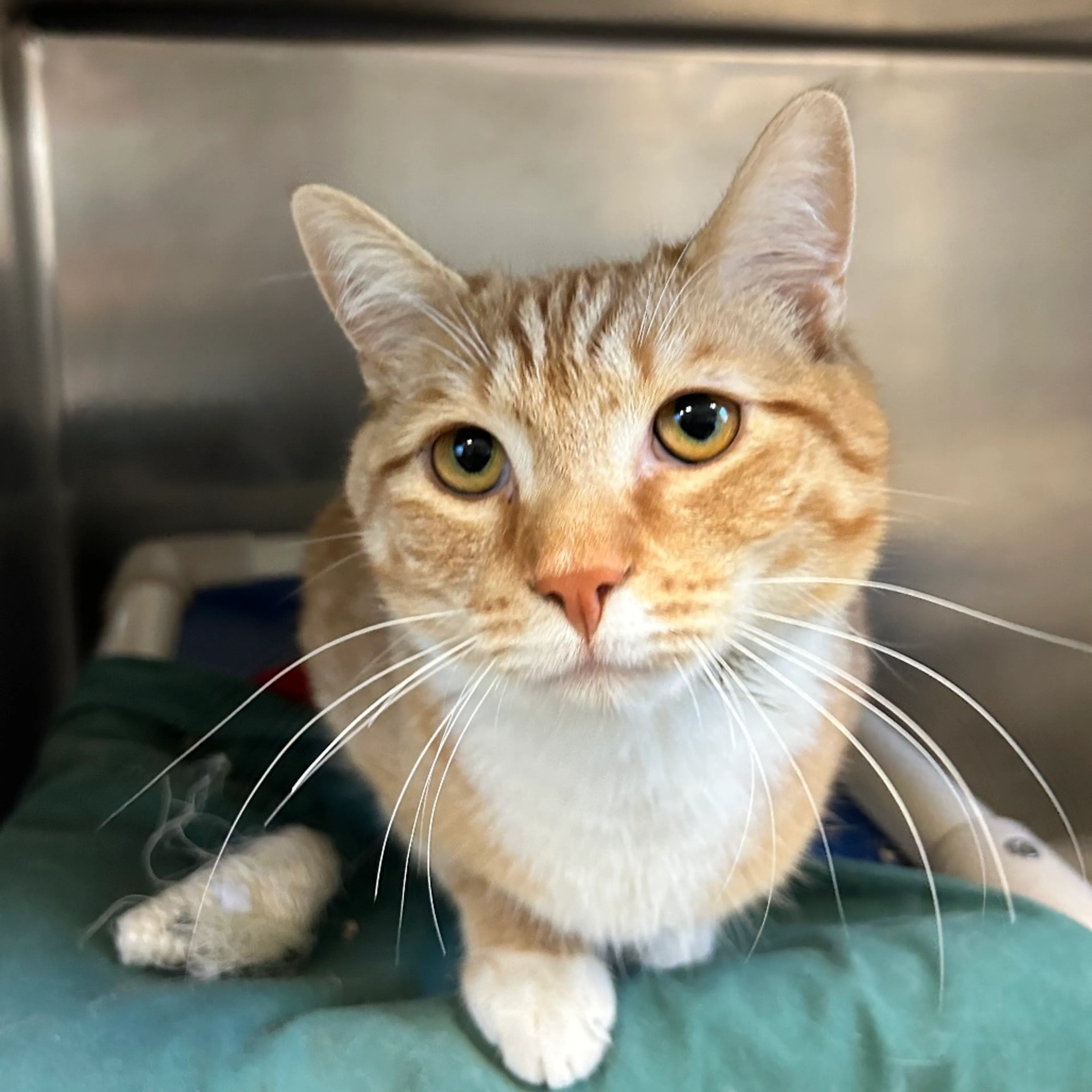 Found pet-2