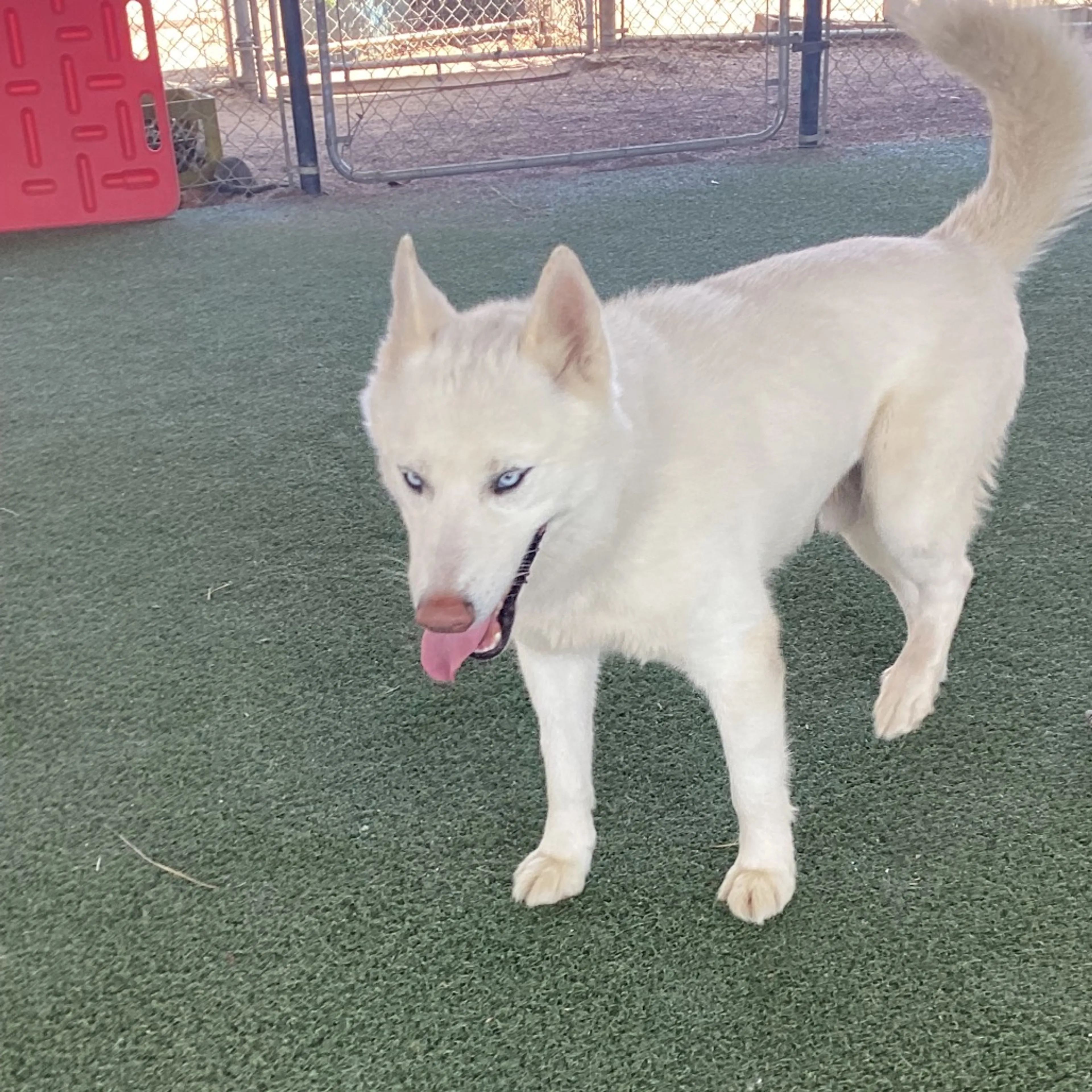 Found pet-6