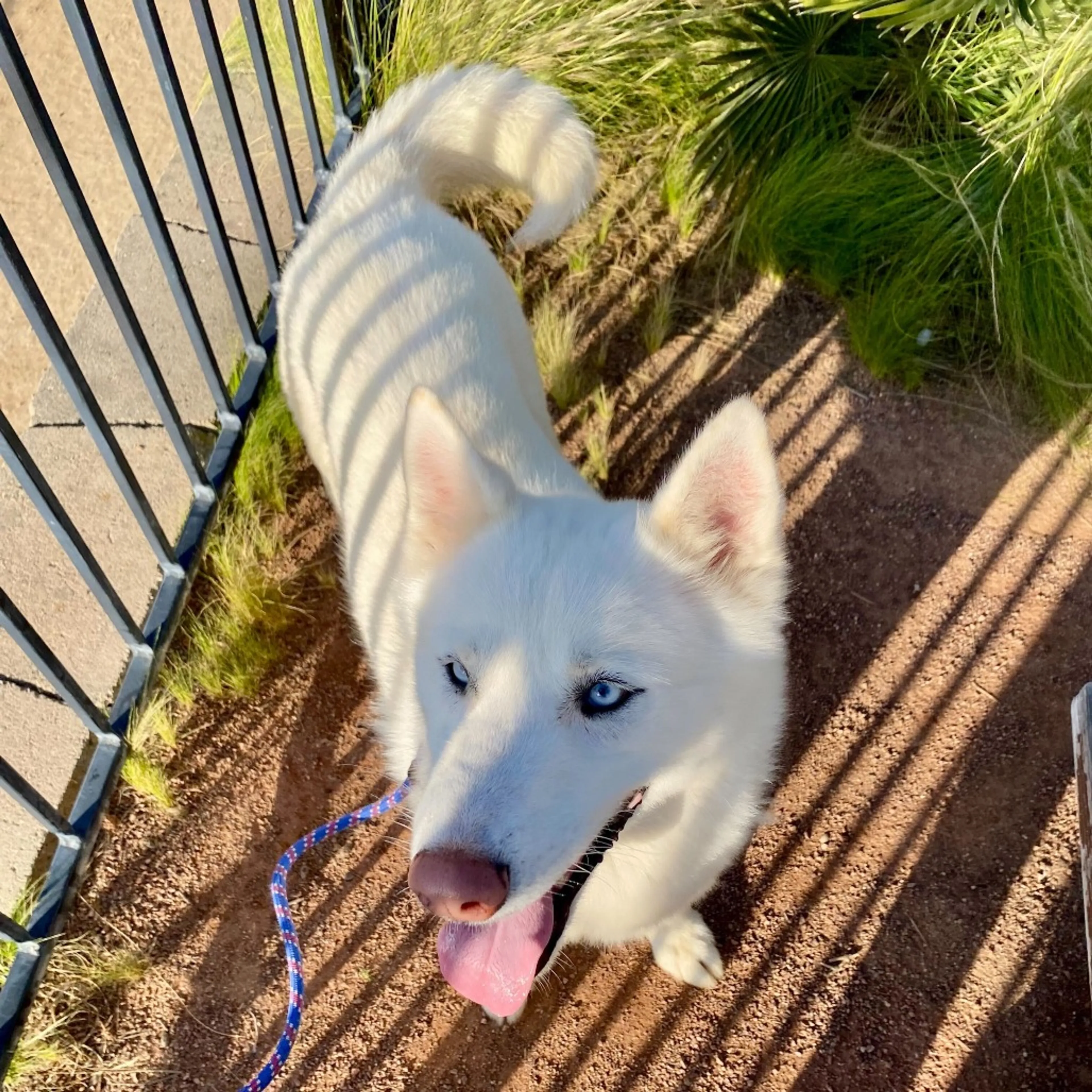 Found pet-2