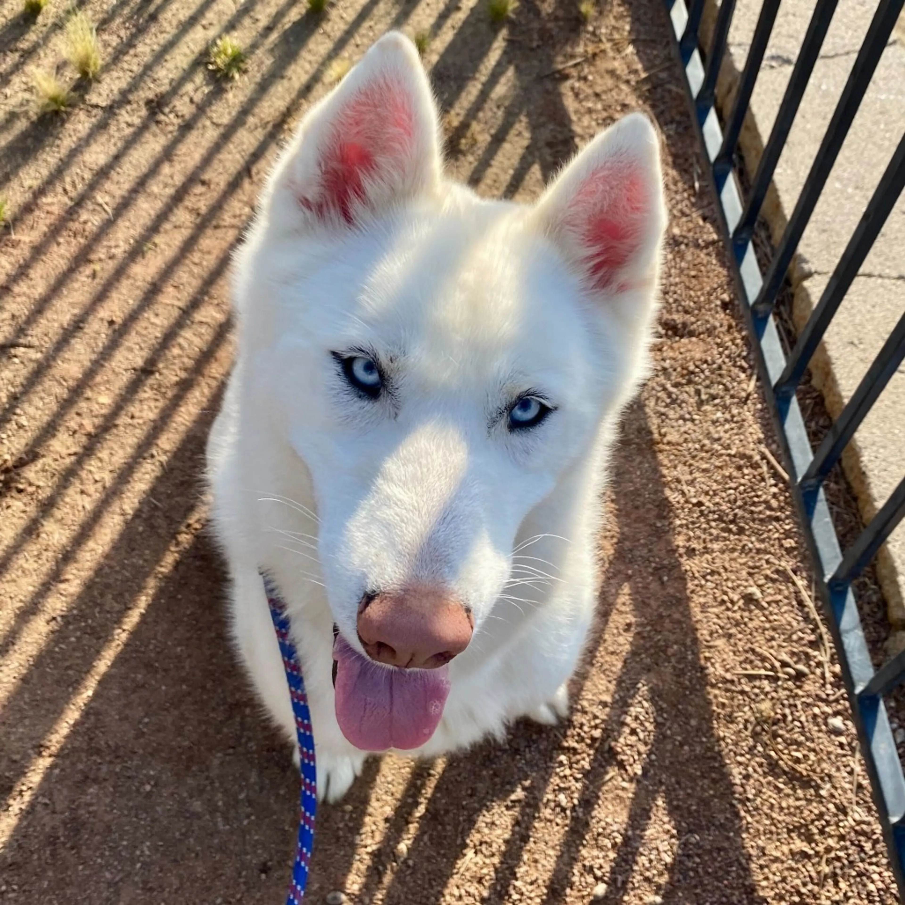 Found pet-3