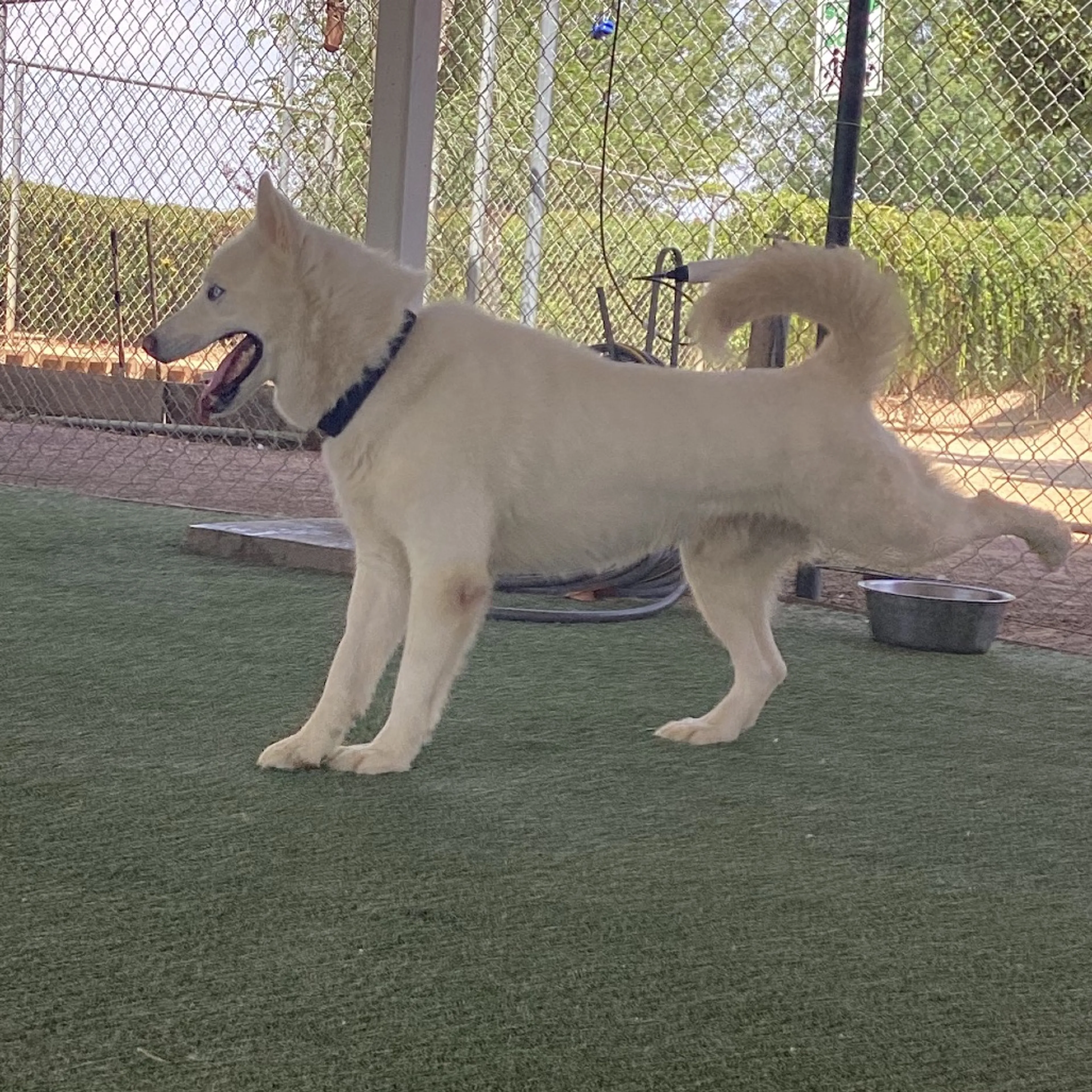 Found pet-9