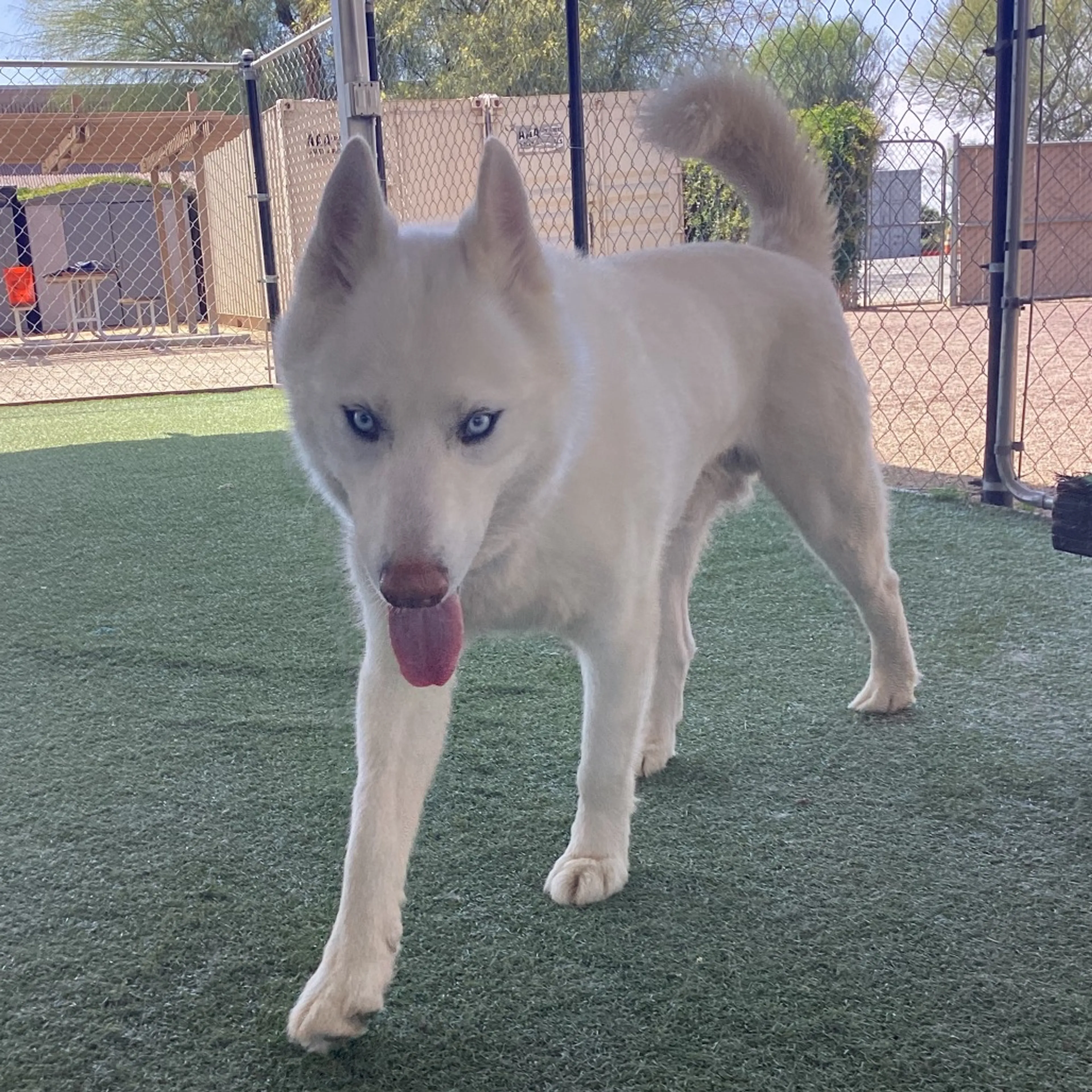 Found pet-11