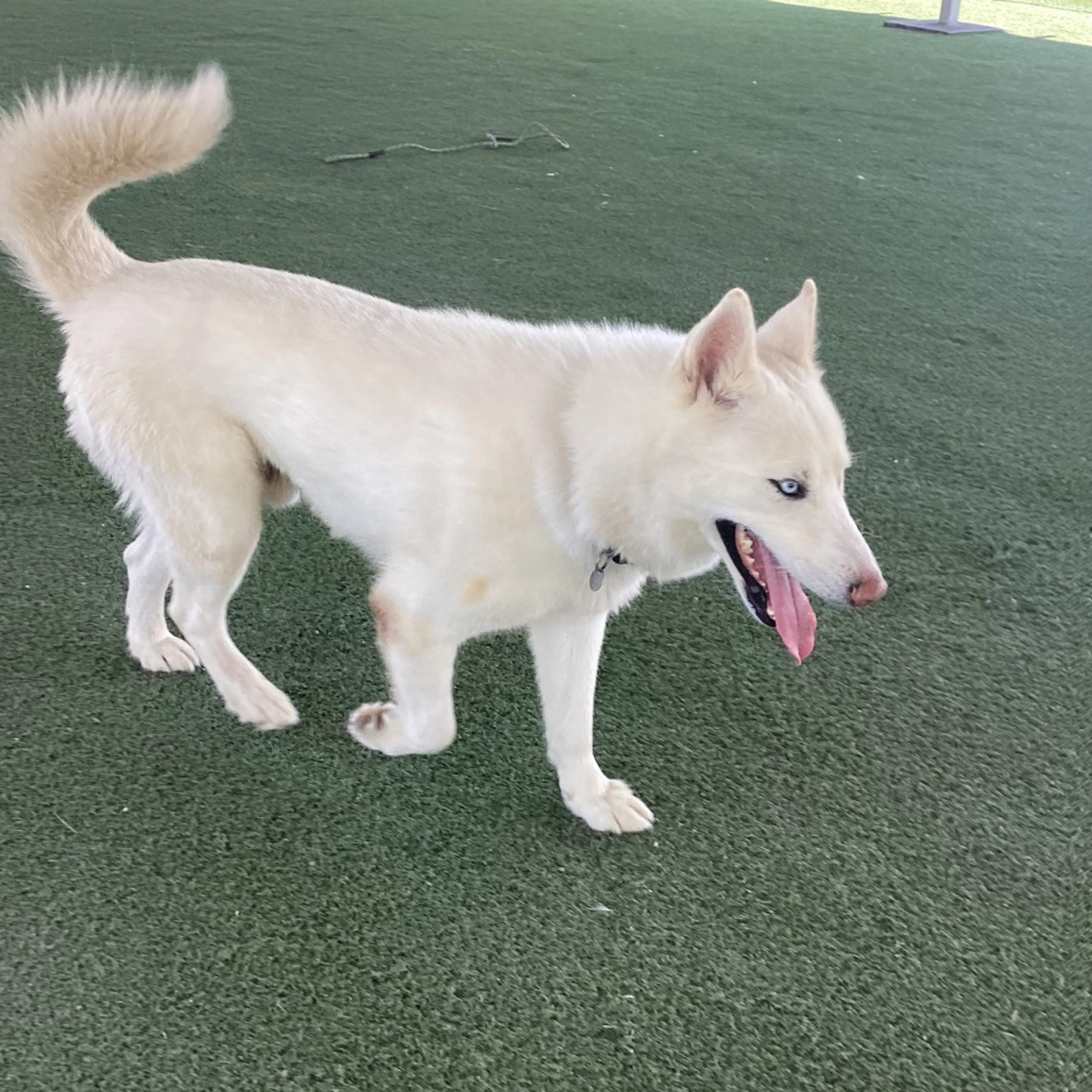 Found pet-12