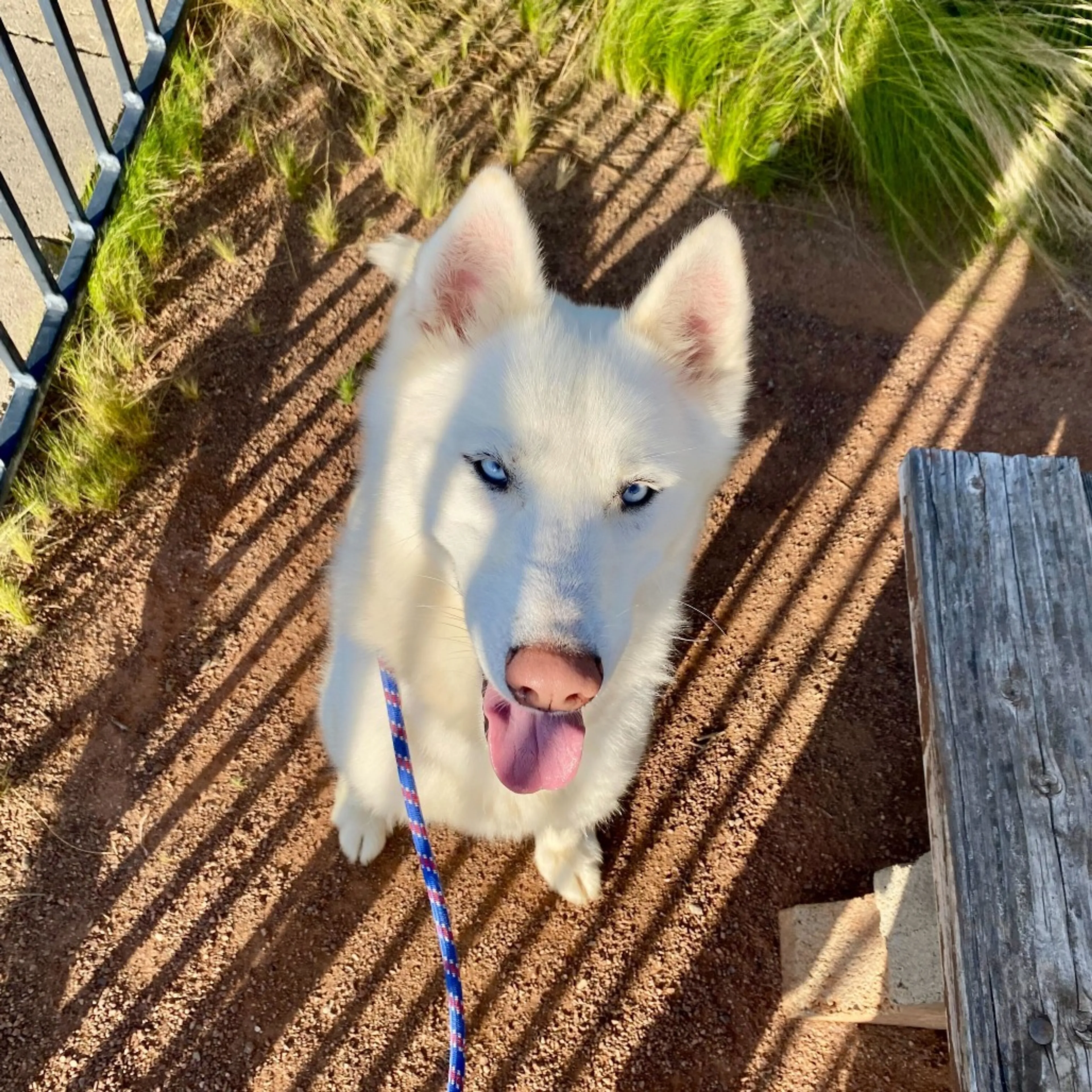 Found pet-1