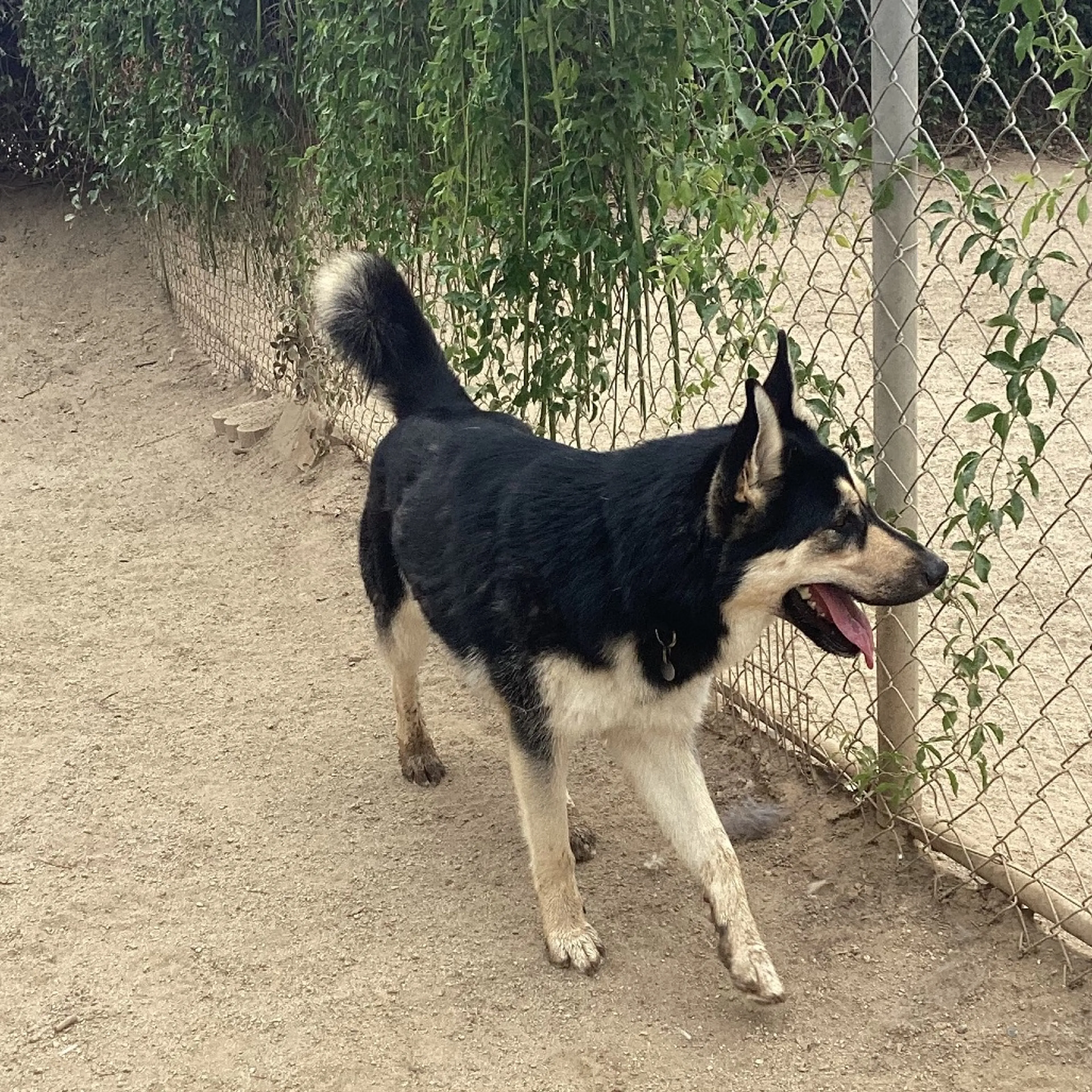 Found pet-5