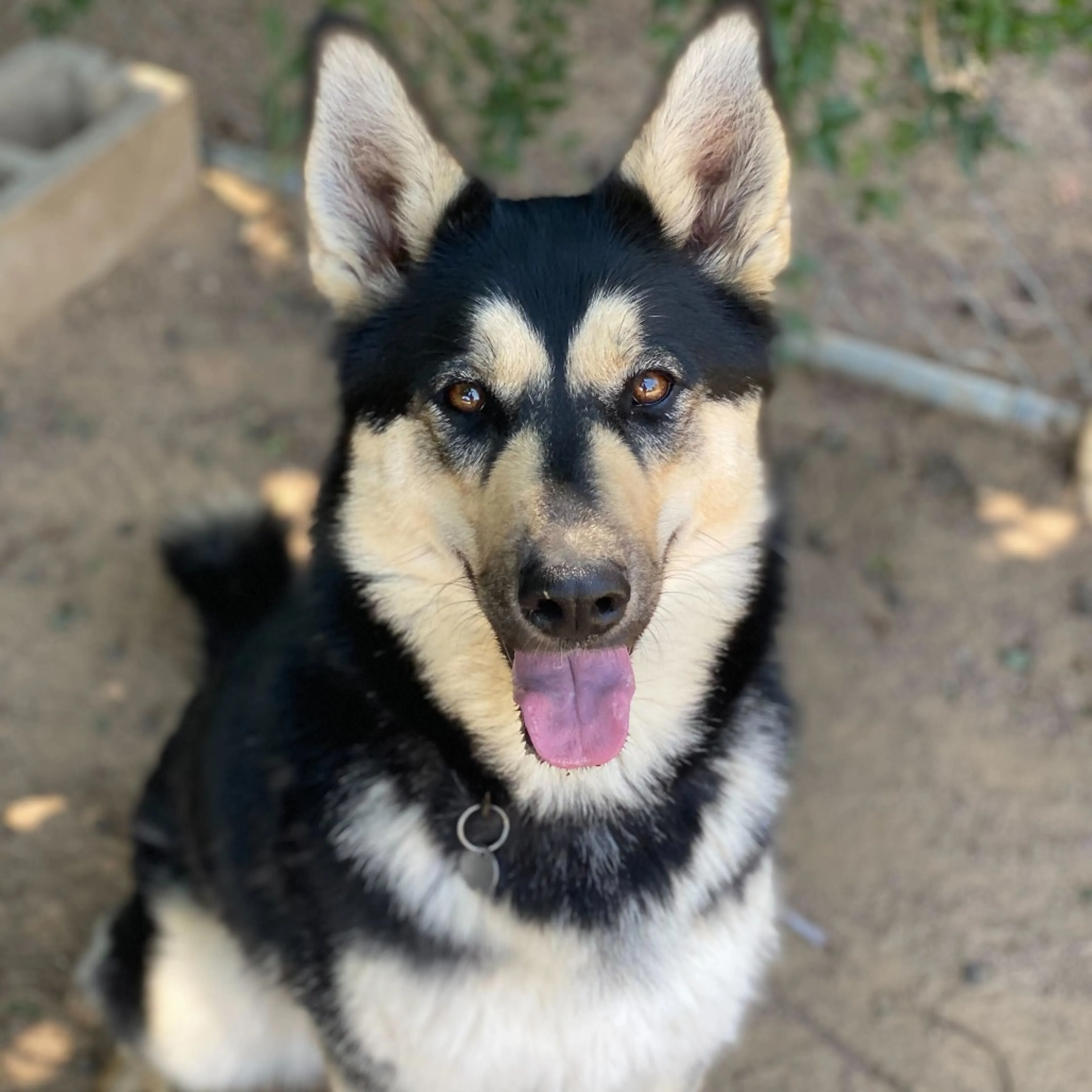 Found pet-2