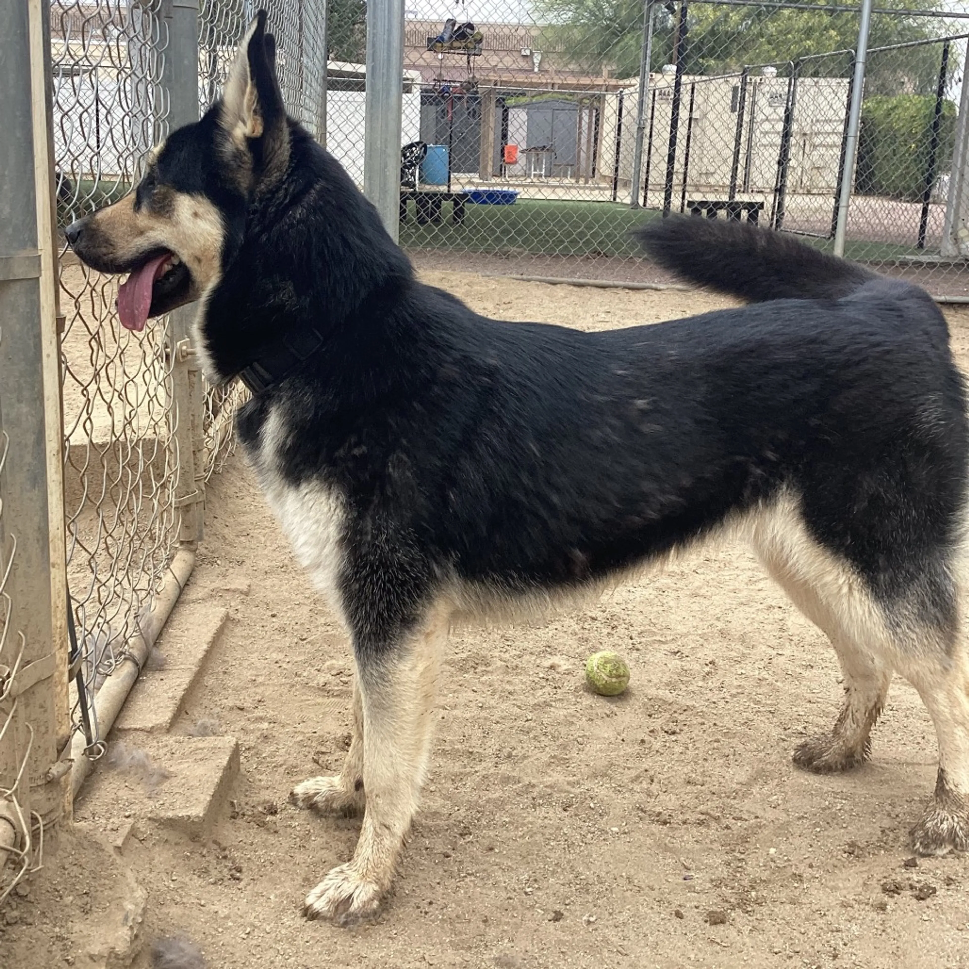 Found pet-6