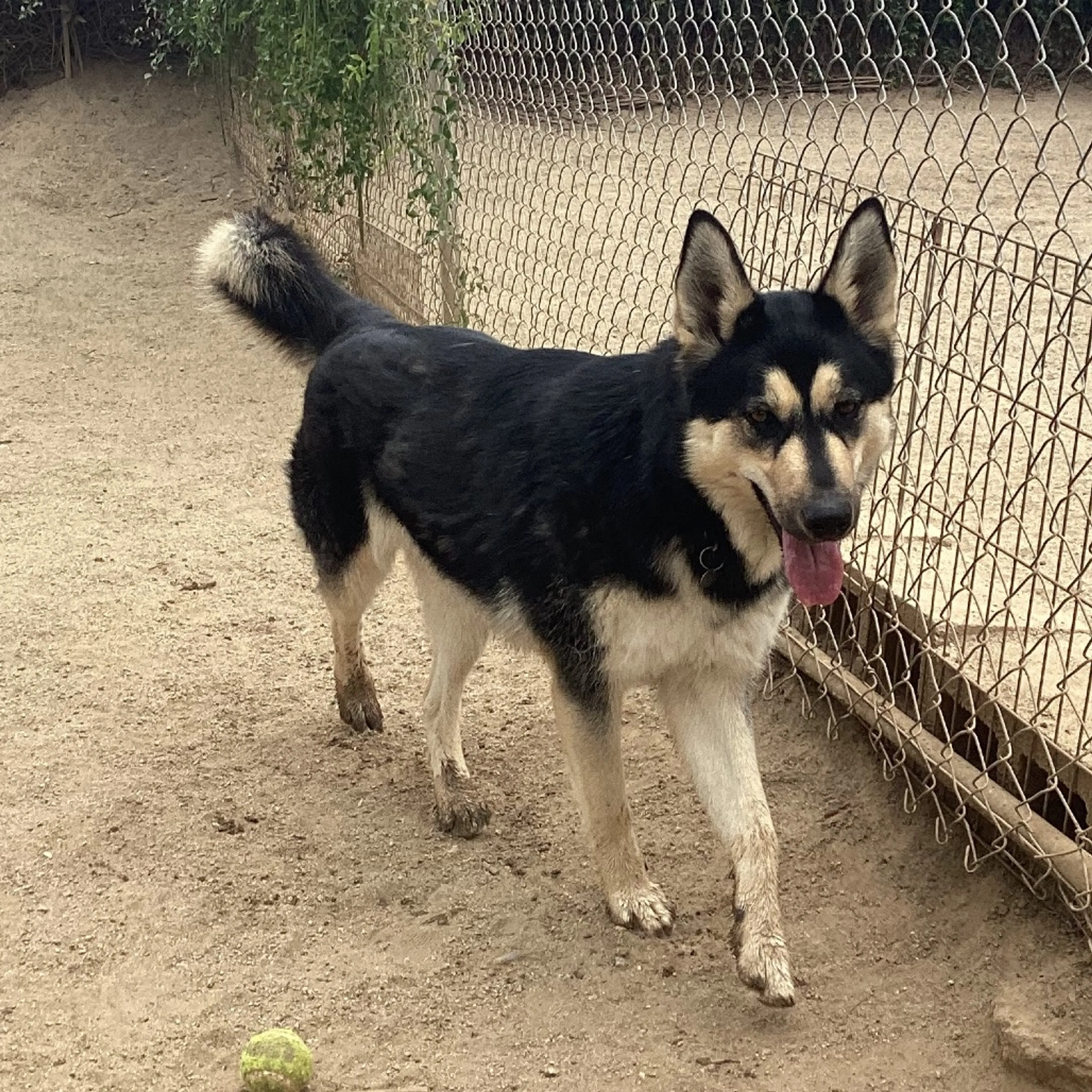 Found pet-4