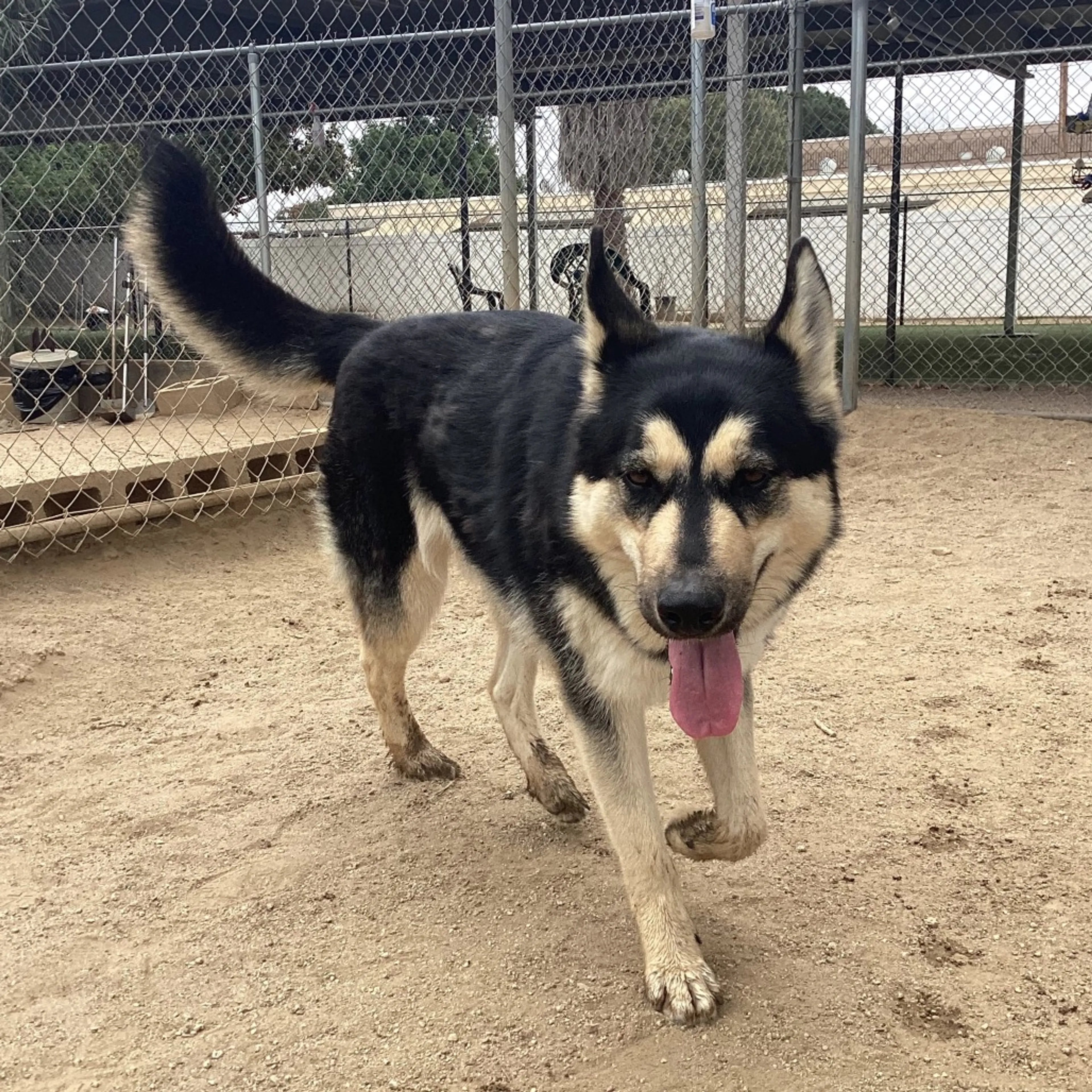 Found pet-7