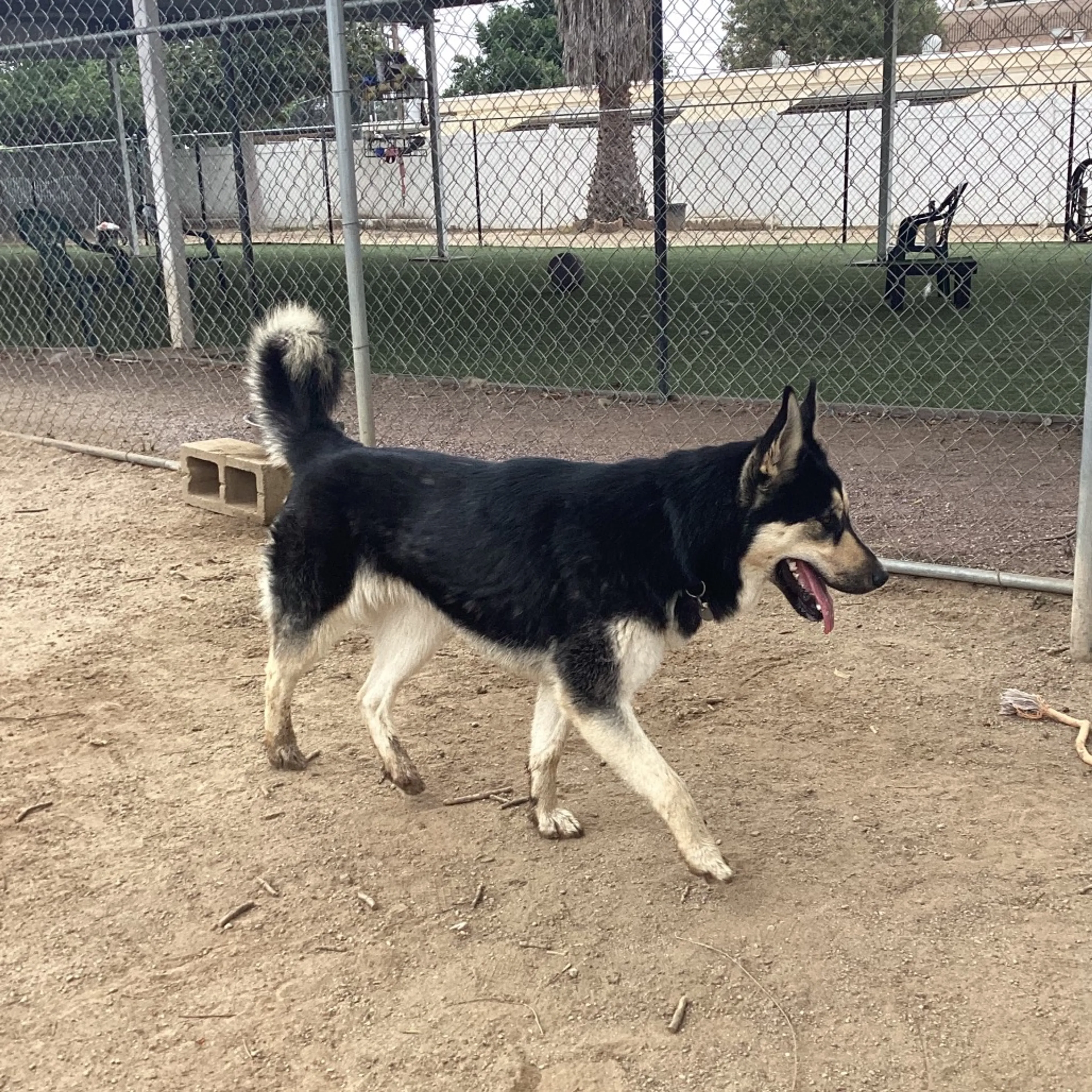 Found pet-3