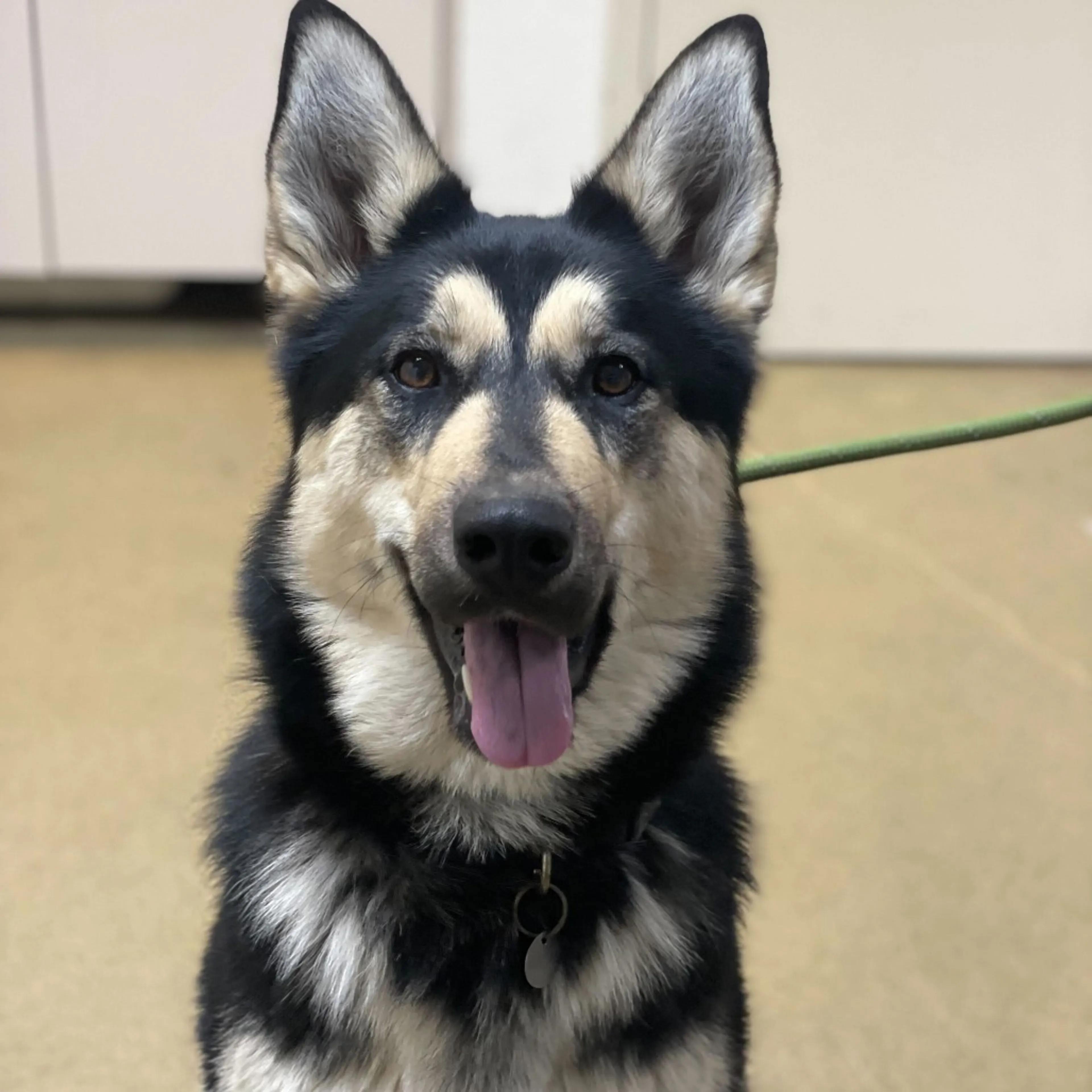 Found pet-1