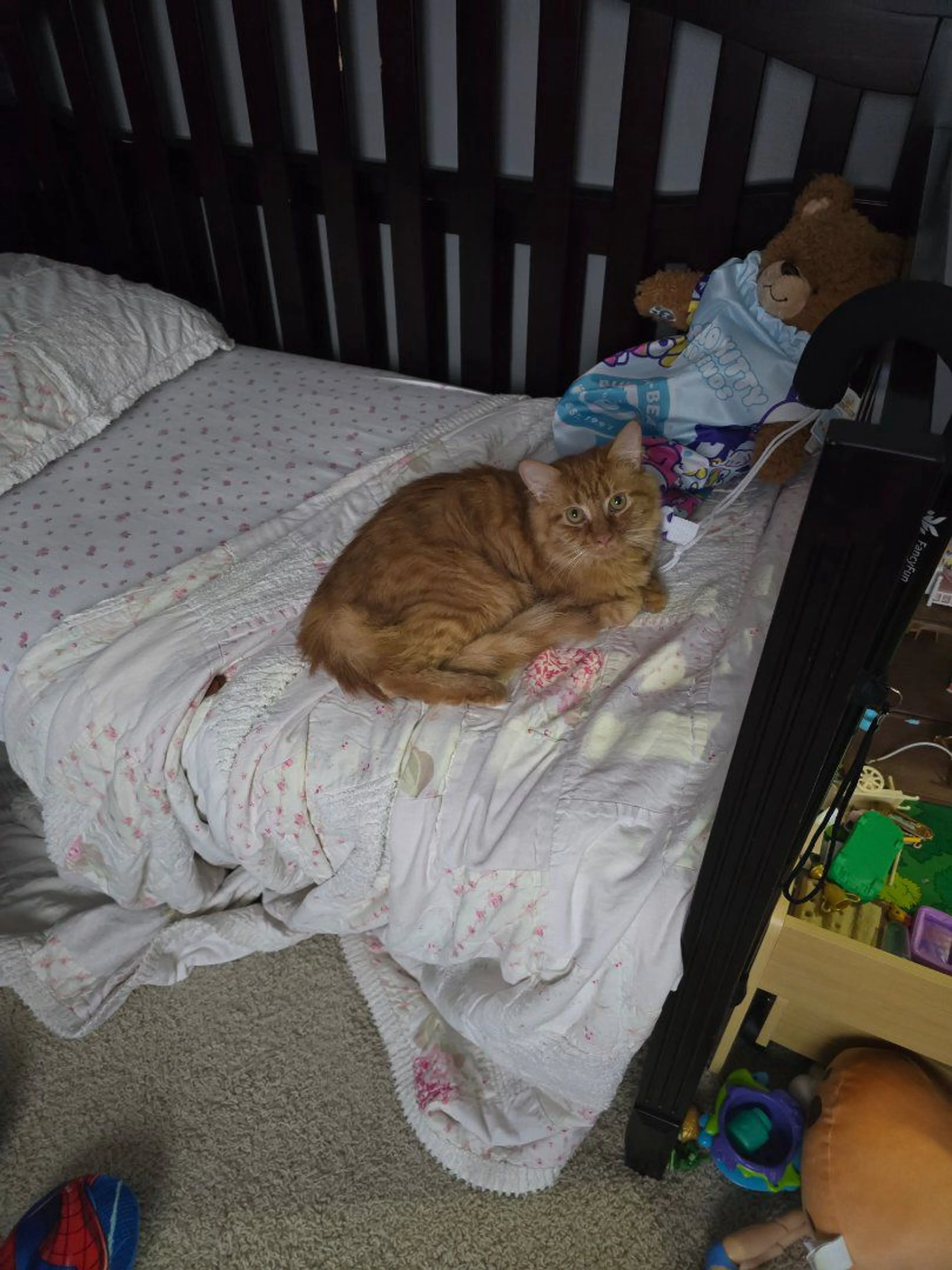 Lost pet-0