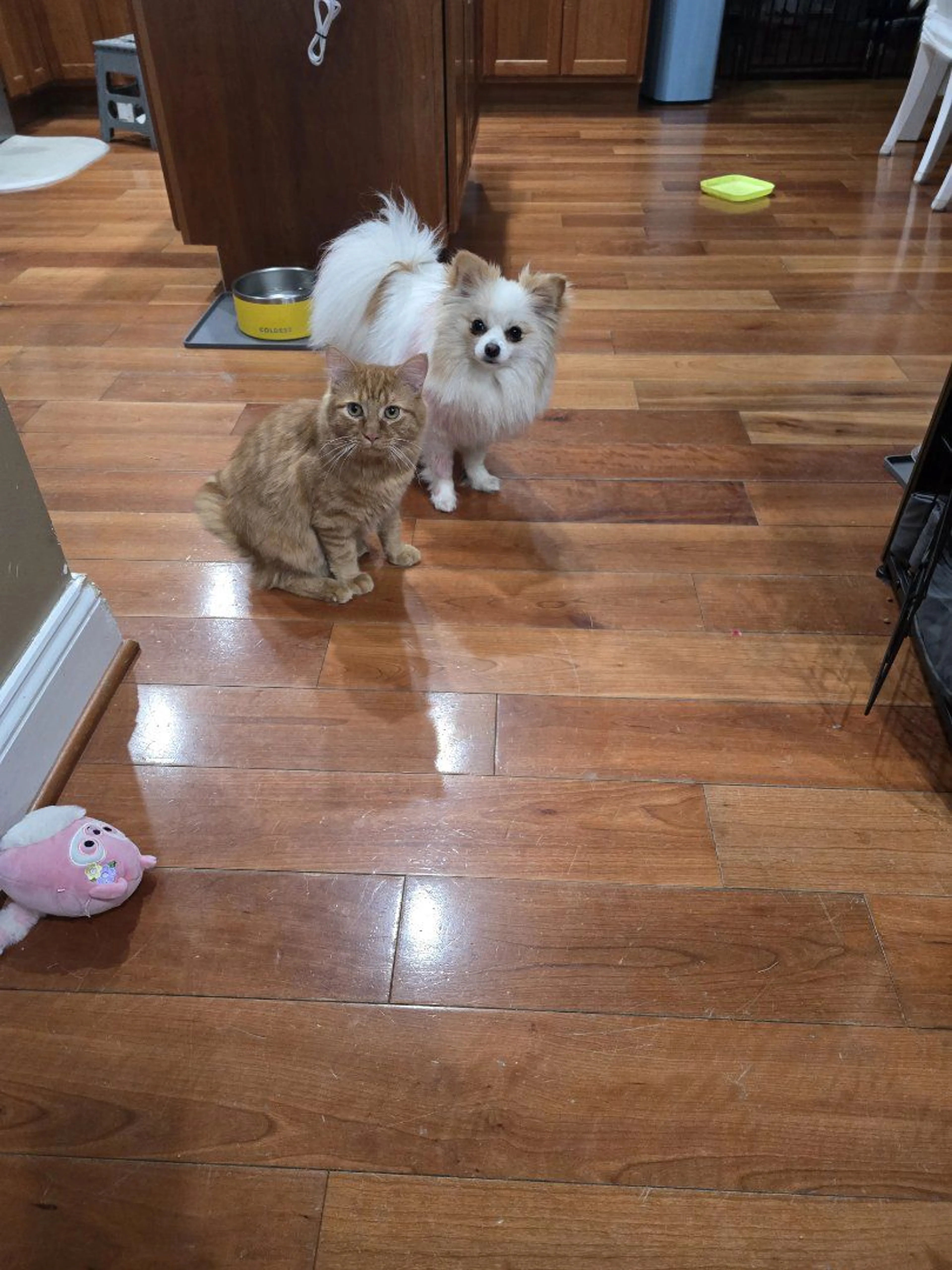 Lost pet-3