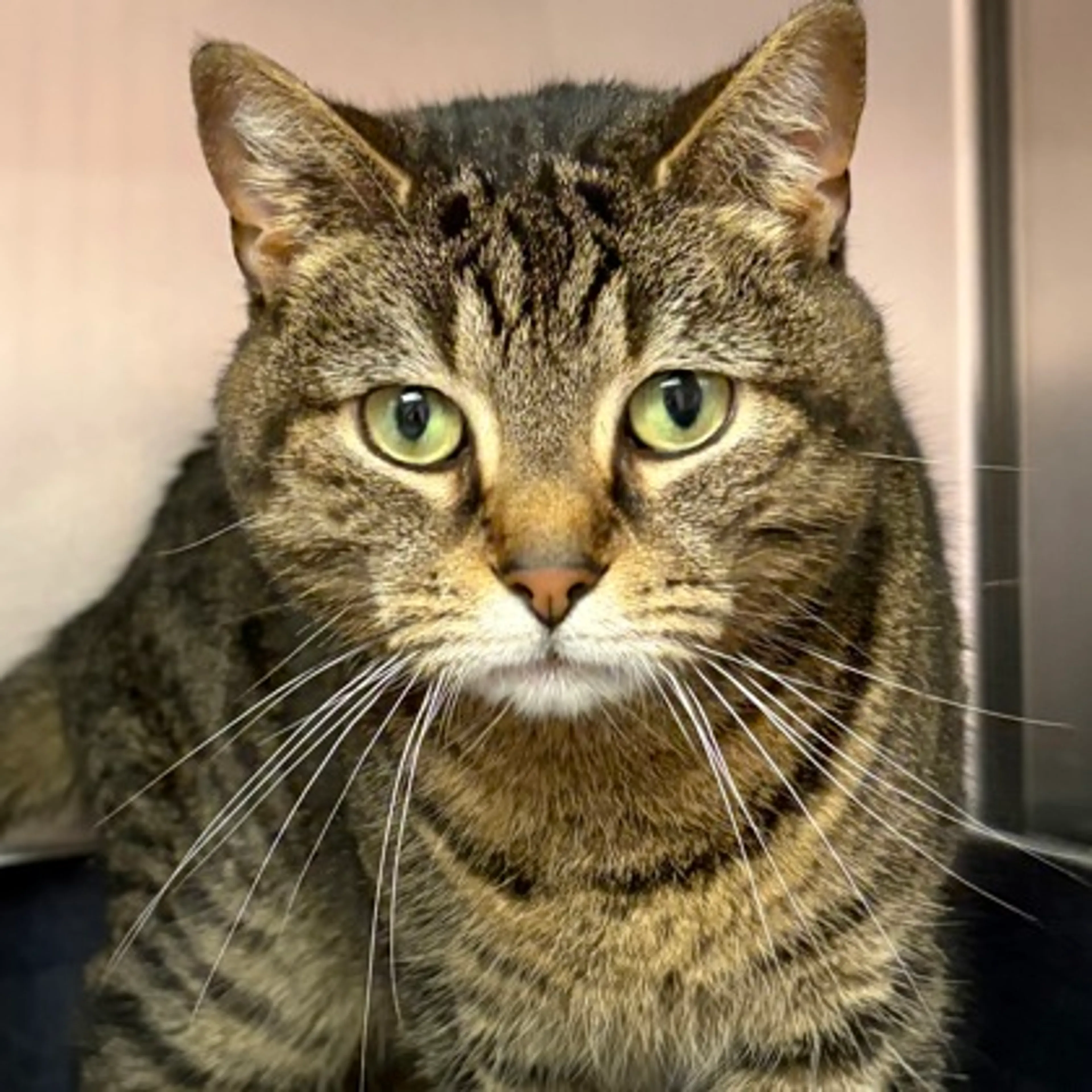 Found pet-1