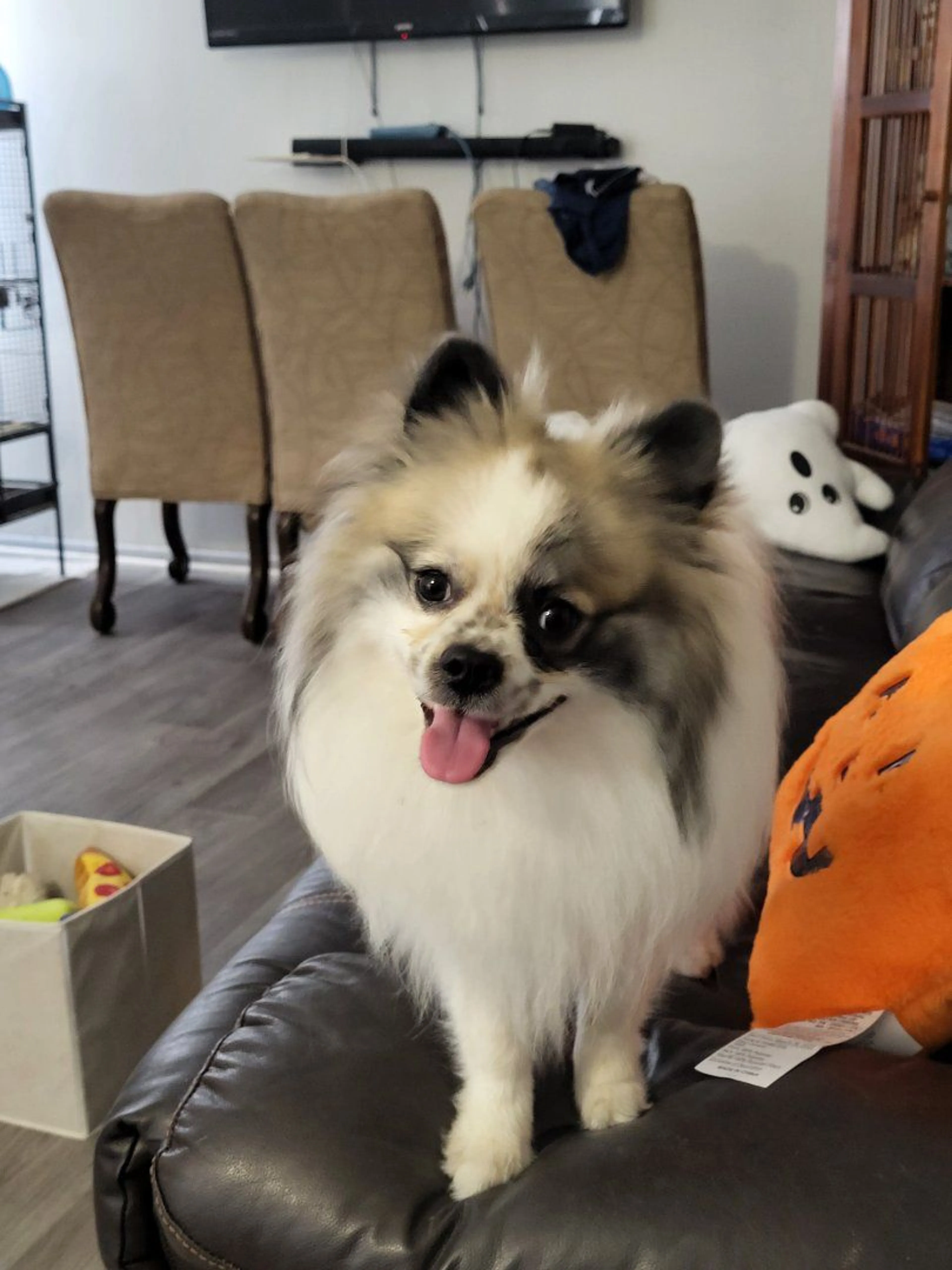 Lost pet-4